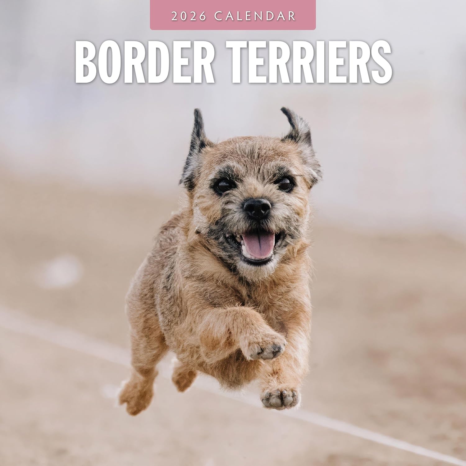 Red Robin 2026 Border Terriers Monthly Wall Calendar | 12" x 24" Open | Premium Thick & Sturdy Paper | Hangable 12 Month Calendar | Lined Notes & To Do Area | Vivid Images | Plastic Free