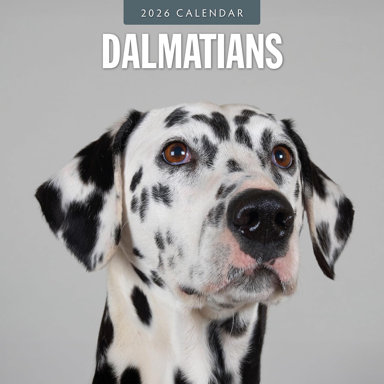 Red Robin 2026 Dalmatians Monthly Wall Calendar | 12" x 24" Open | Premium Thick & Sturdy Paper | Hangable 12 Month Calendar | Lined Notes & To Do Area | Vivid Images | Plastic Free