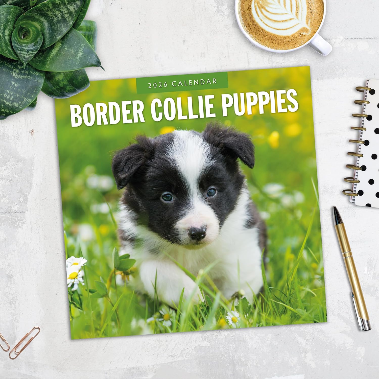 Red Robin 2026 Border Collie Puppies Monthly Wall Calendar | 12" x 24" Open | Premium Thick & Sturdy Paper | Hangable 12 Month Calendar | Lined Notes & To Do Area | Vivid Images | Plastic Free