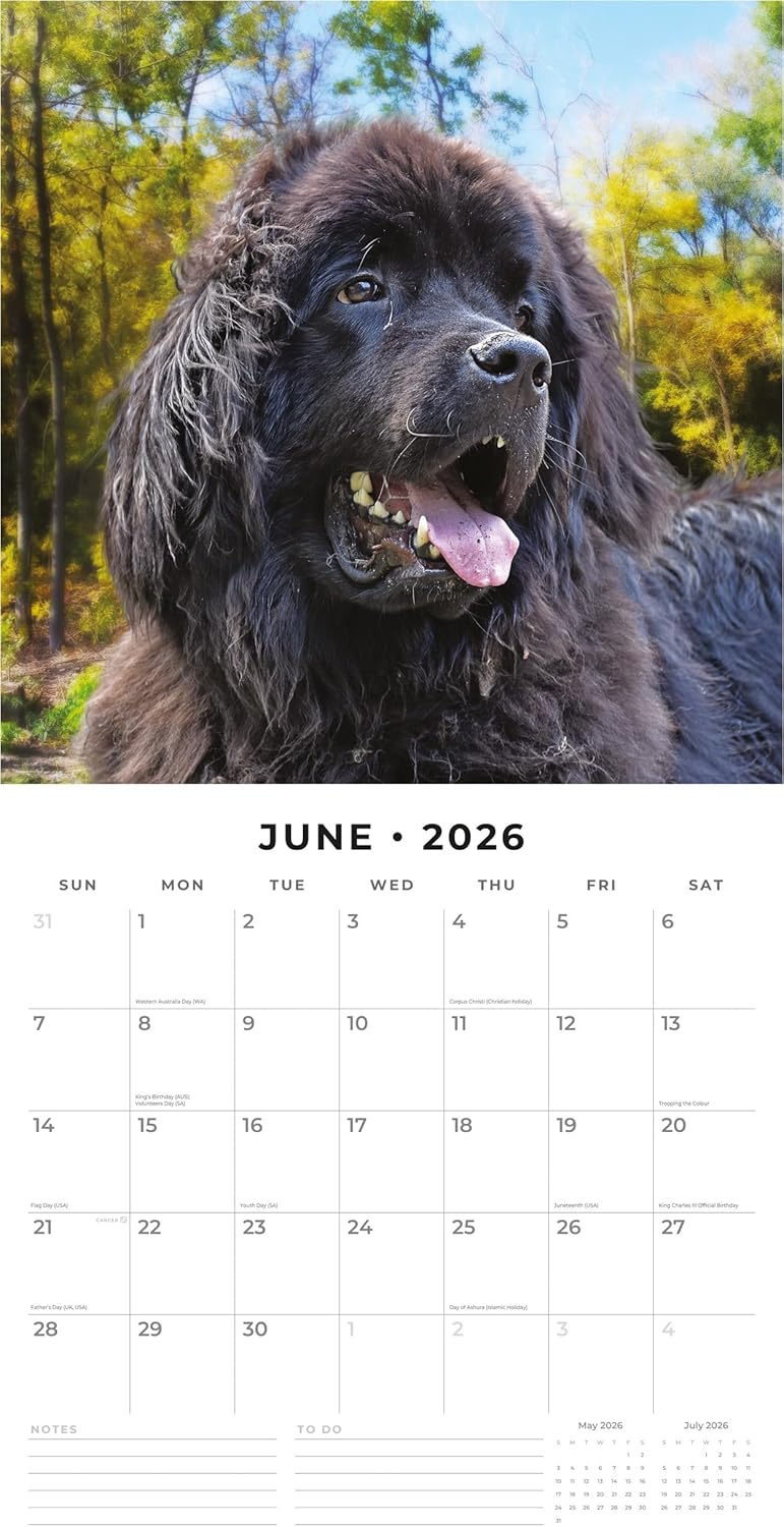 Red Robin 2026 Newfoundlands Monthly Wall Calendar | 12" x 24" Open | Premium Thick & Sturdy Paper | Hangable 12 Month Calendar | Lined Notes & To Do Area | Vivid Images | Plastic Free