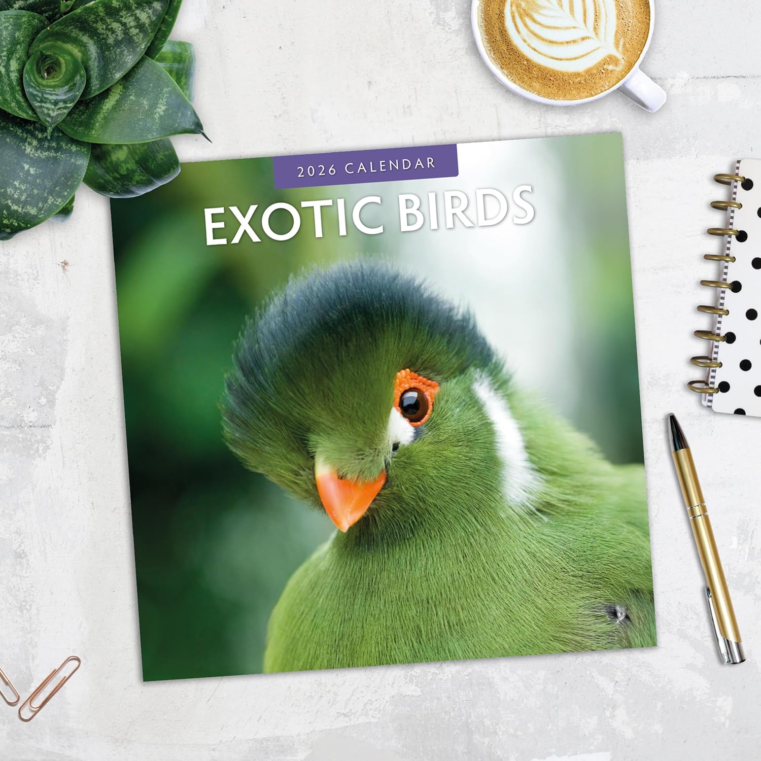 Red Robin 2026 Exotic Birds Monthly Wall Calendar | 12" x 24" Open | Premium Thick & Sturdy Paper | Hangable 12 Month Calendar | Lined Notes & To Do Area | Vivid Images | Plastic Free
