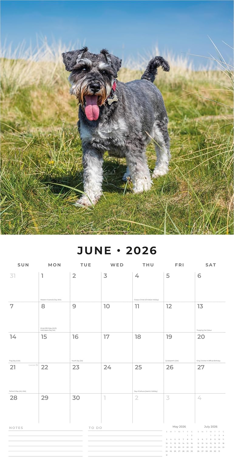 Red Robin 2026 Miniature Schnauzers Monthly Wall Calendar | 12" x 24" Open | Premium Thick & Sturdy Paper | Hangable 12 Month Calendar | Lined Notes & To Do Area | Vivid Images | Plastic Free