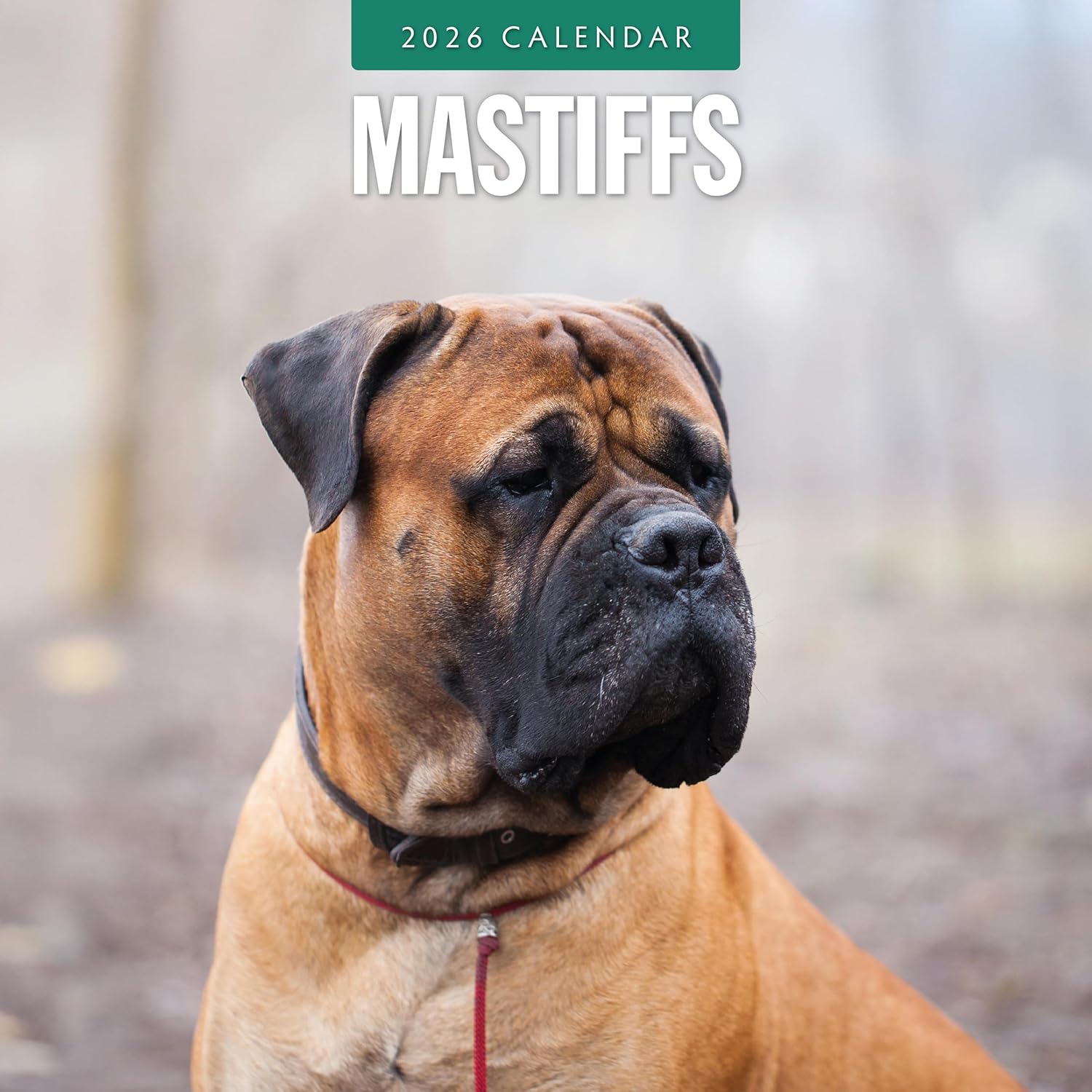 Red Robin 2026 Mastiffs Monthly Wall Calendar | 12" x 24" Open | Premium Thick & Sturdy Paper | Hangable 12 Month Calendar | Lined Notes & To Do Area | Vivid Images | Plastic Free
