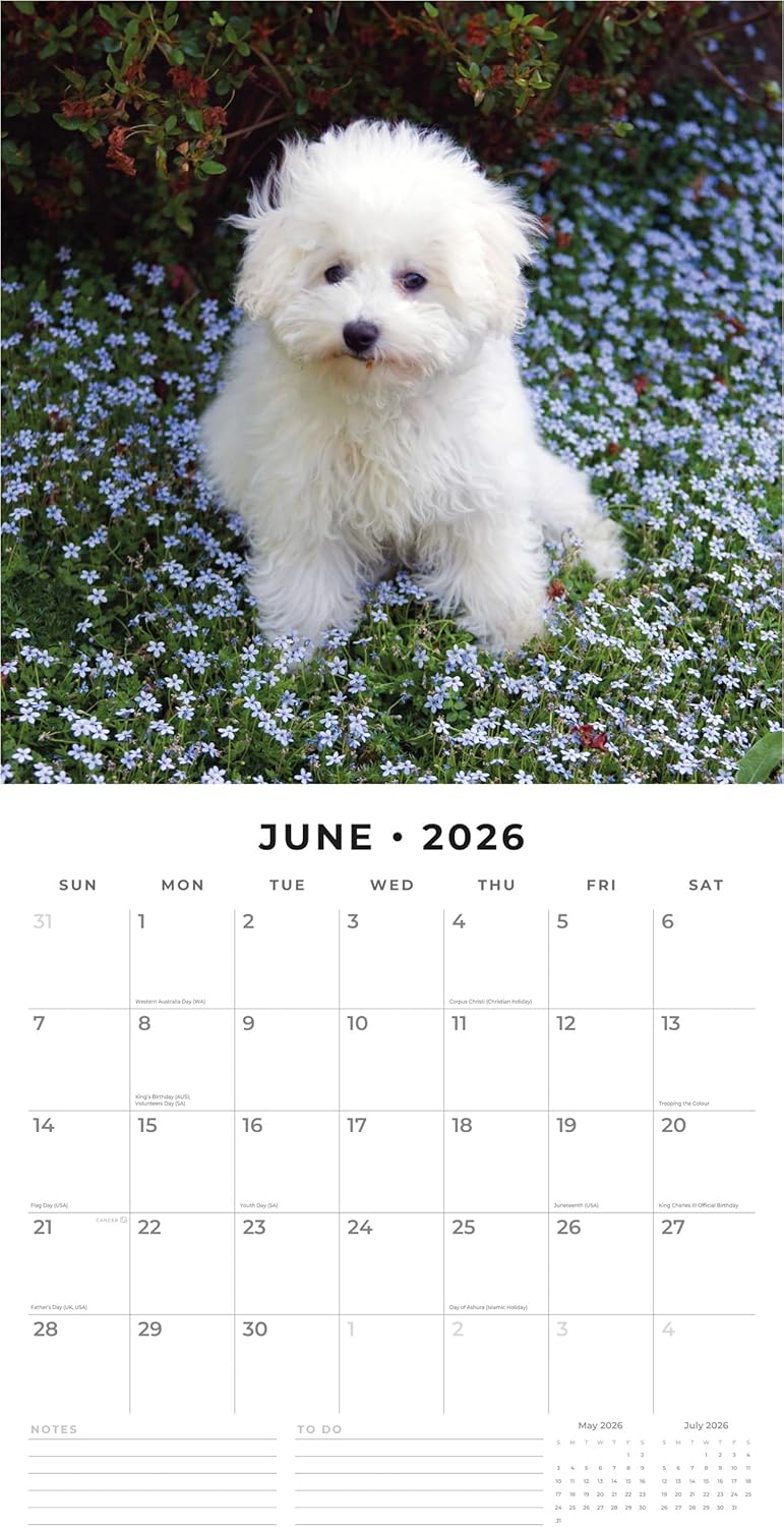Red Robin 2026 Bichons Frises Monthly Wall Calendar | 12" x 24" Open | Premium Thick & Sturdy Paper | Hangable 12 Month Calendar | Lined Notes & To Do Area | Vivid Images | Plastic Free