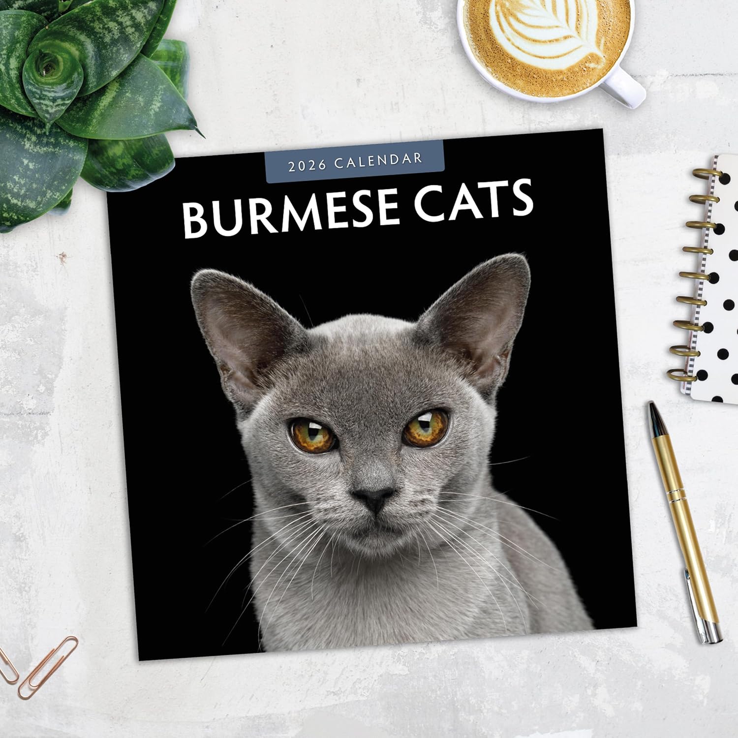 Burmese Cats - 2026 Square Wall Calendar - by Red Robin Publishing
