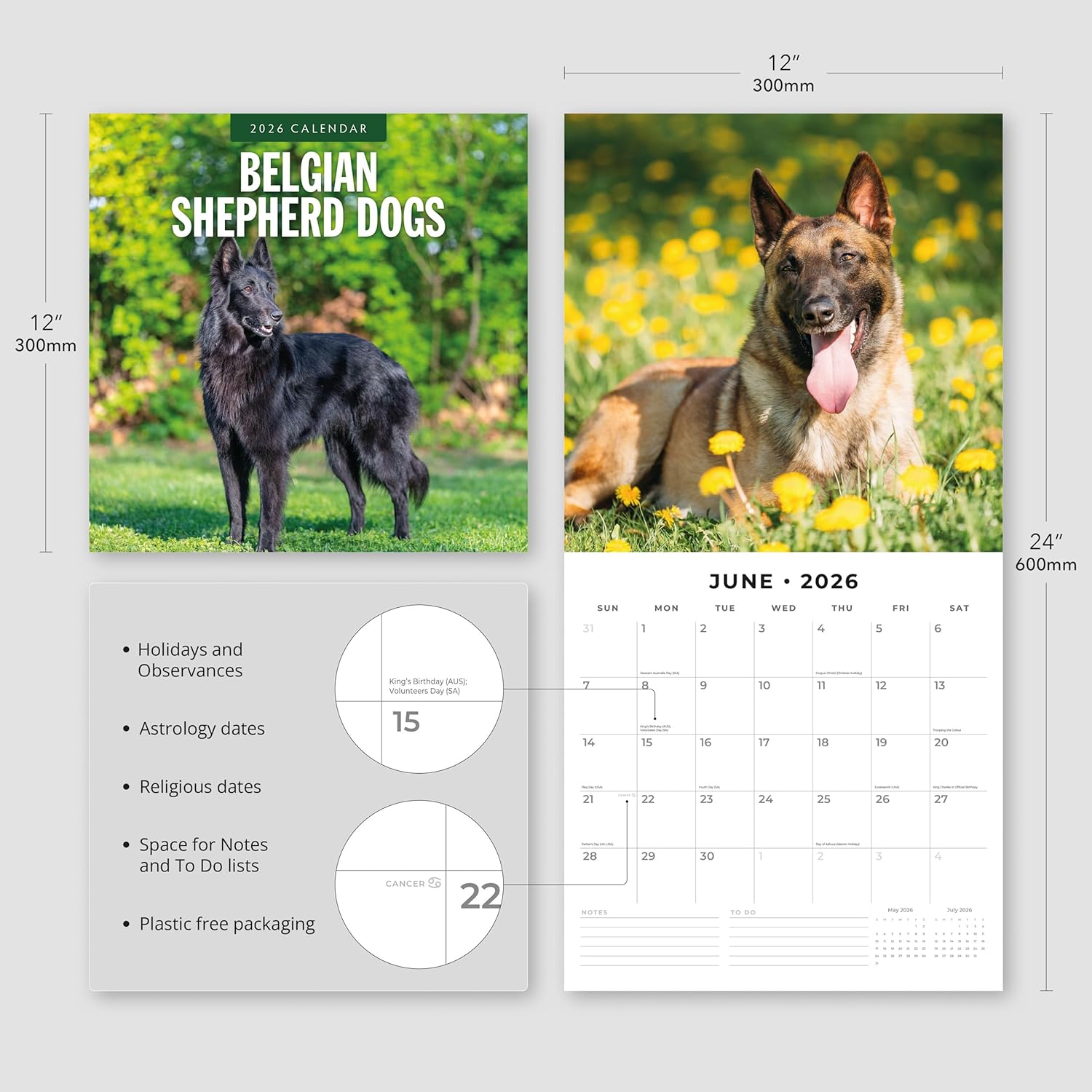 Red Robin 2026 Belgian Shepherd Dogs Monthly Wall Calendar | 12" x 24" Open | Premium Thick & Sturdy Paper | Hangable 12 Month Calendar | Lined Notes & To Do Area | Vivid Images | Plastic Free