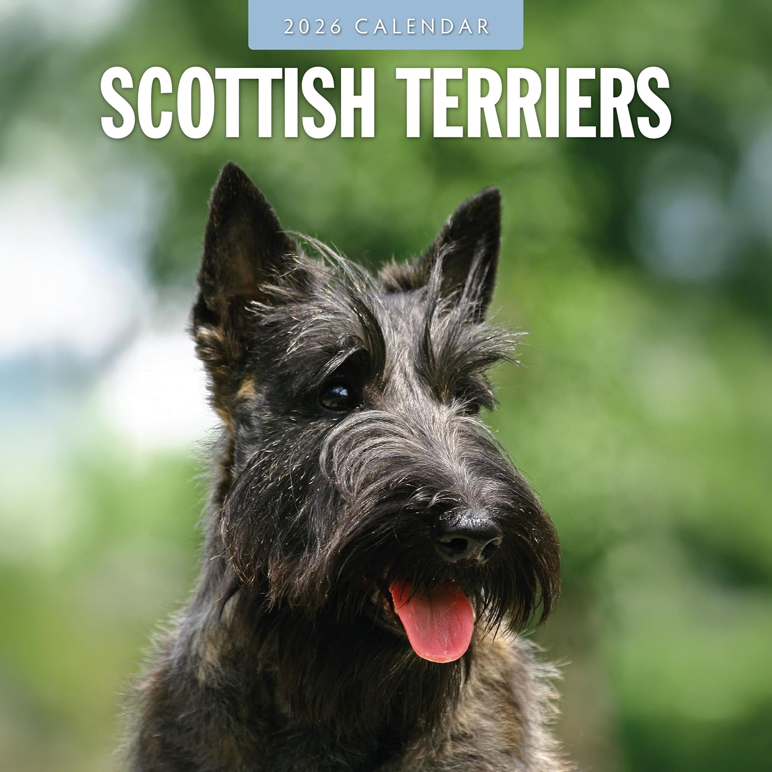 Red Robin 2026 Scottish Terriers Monthly Wall Calendar | 12" x 24" Open | Premium Thick & Sturdy Paper | Hangable 12 Month Calendar | Lined Notes & To Do Area | Vivid Images | Plastic Free