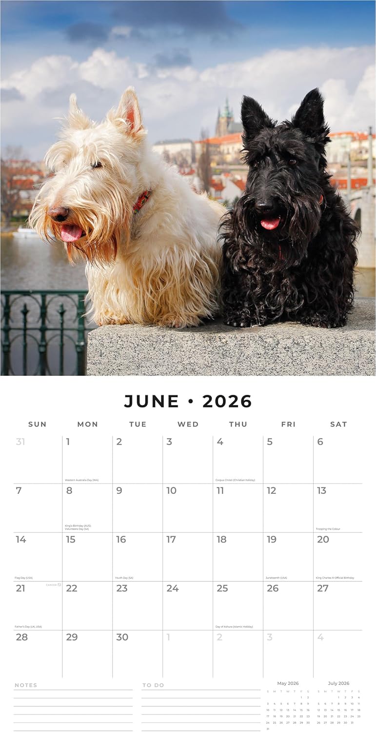 Red Robin 2026 Scottish Terriers Monthly Wall Calendar | 12" x 24" Open | Premium Thick & Sturdy Paper | Hangable 12 Month Calendar | Lined Notes & To Do Area | Vivid Images | Plastic Free