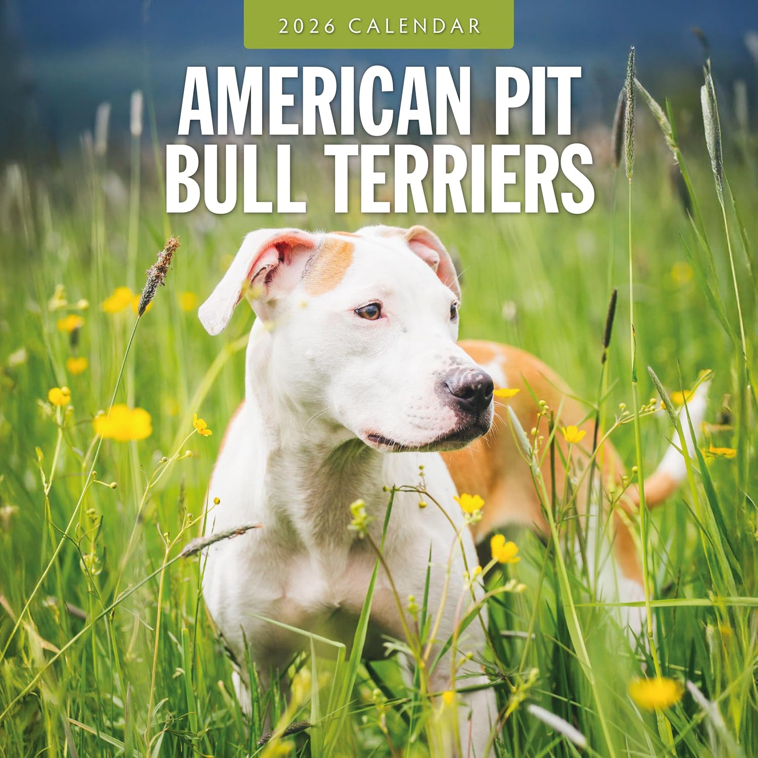 Red Robin 2026 American Pit Bull Terriers Monthly Wall Calendar | 12" x 24" Open | Premium Thick & Sturdy Paper | Hangable 12 Month Calendar | Lined Notes & To Do Area | Vivid Images | Plastic Free