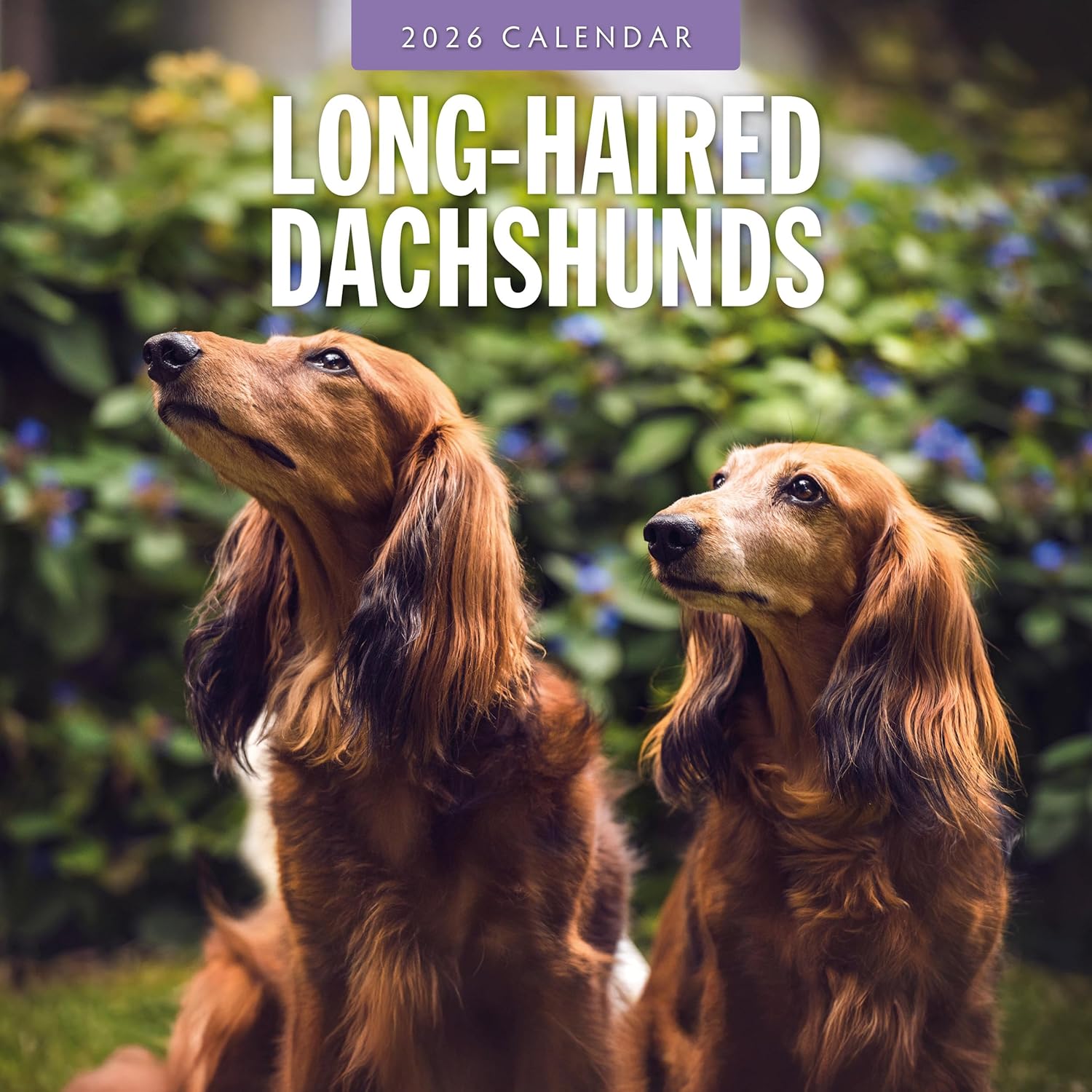 Red Robin 2026 Long-haired Dachshunds Monthly Wall Calendar | 12" x 24" Open | Premium Thick & Sturdy Paper | Hangable 12 Month Calendar | Lined Notes & To Do Area | Vivid Images | Plastic Free