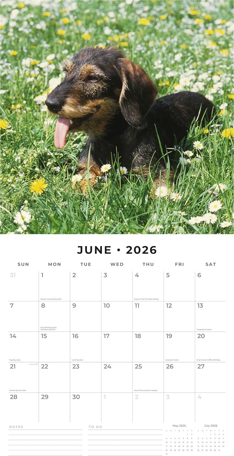 Red Robin 2026 Wire-haired Dachshunds Monthly Wall Calendar | 12" x 24" Open | Premium Thick & Sturdy Paper | Hangable 12 Month Calendar | Lined Notes & To Do Area | Vivid Images | Plastic Free