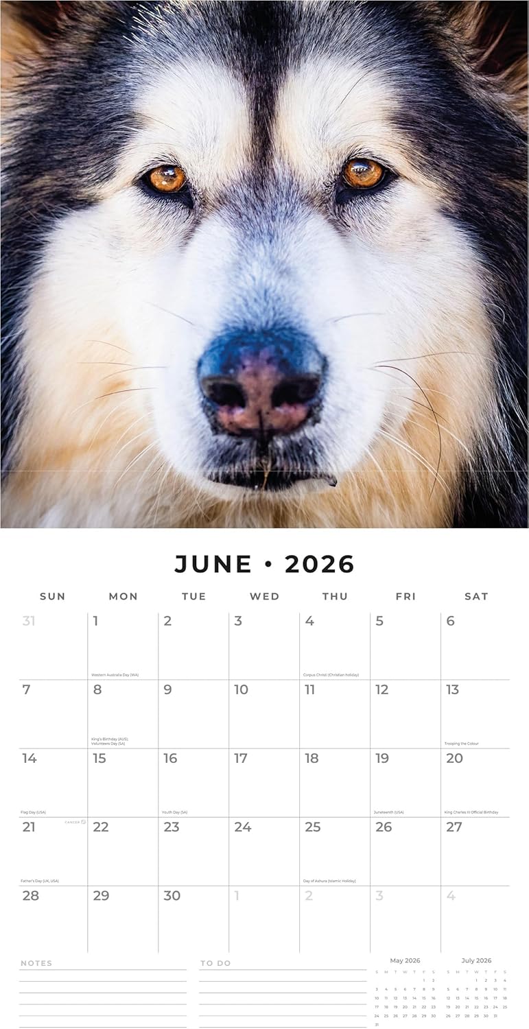 Red Robin 2026 Alaskan Malamutes Monthly Wall Calendar | 12" x 24" Open | Premium Thick & Sturdy Paper | Hangable 12 Month Calendar | Lined Notes & To Do Area | Vivid Images | Plastic Free