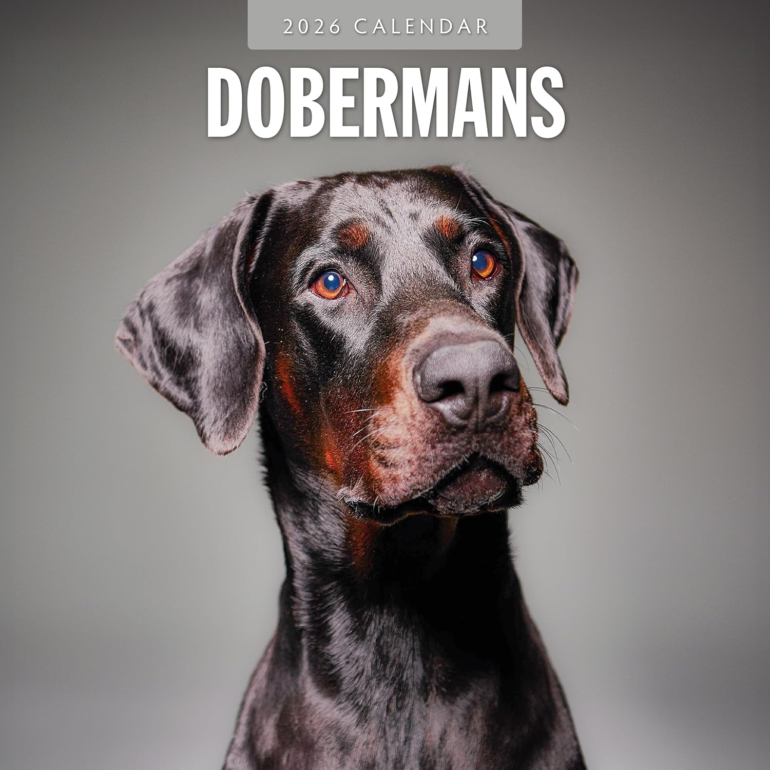 Red Robin 2026 Dobermans Monthly Wall Calendar | 12" x 24" Open | Premium Thick & Sturdy Paper | Hangable 12 Month Calendar | Lined Notes & To Do Area | Vivid Images | Plastic Free
