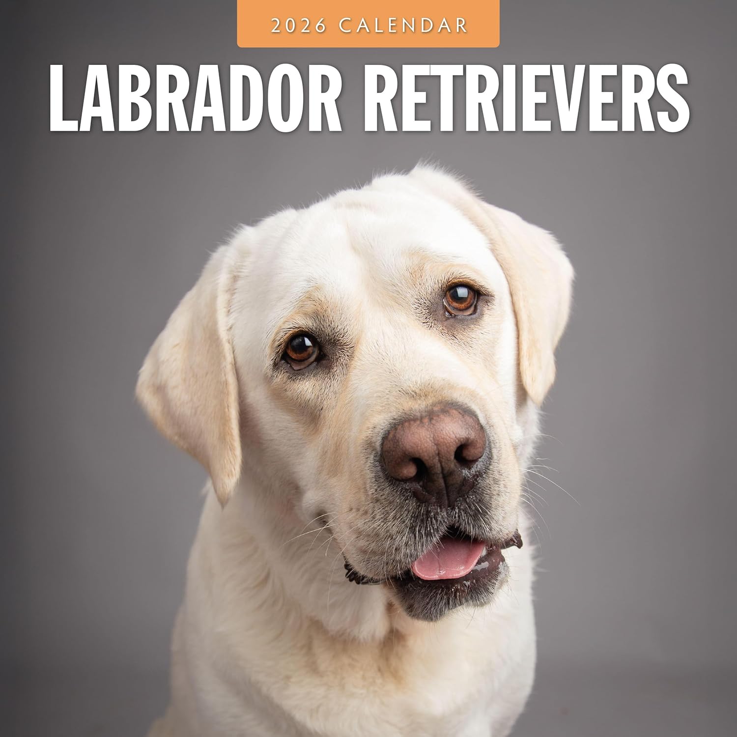 Red Robin 2026 Labrador Retrievers Monthly Wall Calendar | 12" x 24" Open | Premium Thick & Sturdy Paper | Hangable 12 Month Calendar | Lined Notes & To Do Area | Vivid Images | Plastic Free