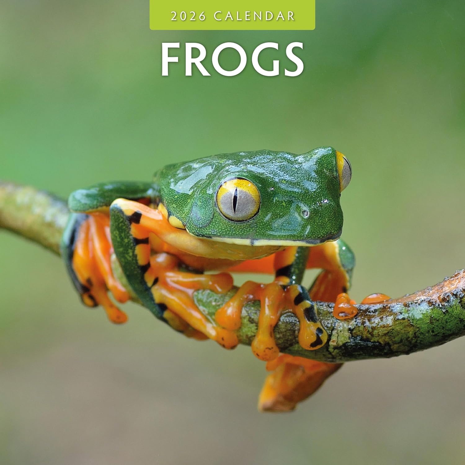 Red Robin 2026 Frogs Monthly Wall Calendar | 12" x 24" Open | Premium Thick & Sturdy Paper | Hangable 12 Month Calendar | Lined Notes & To Do Area | Vivid Images | Plastic Free