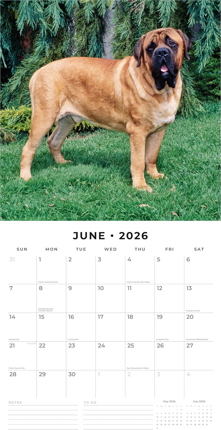 Red Robin 2026 Mastiffs Monthly Wall Calendar | 12" x 24" Open | Premium Thick & Sturdy Paper | Hangable 12 Month Calendar | Lined Notes & To Do Area | Vivid Images | Plastic Free
