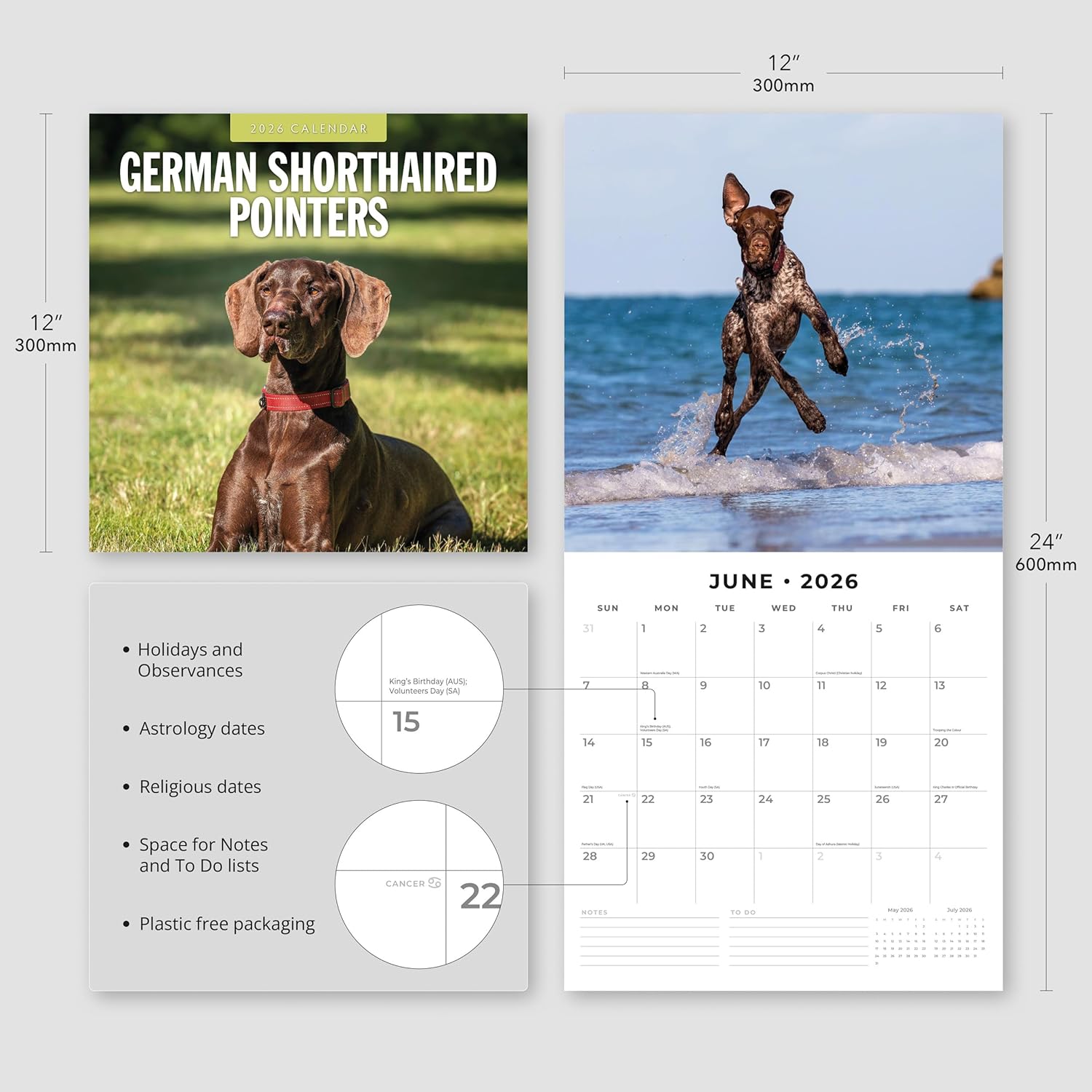 Red Robin 2026 German Shorthaired Pointers Monthly Wall Calendar | 12" x 24" Open | Premium Thick & Sturdy Paper | Hangable 12 Month Calendar | Lined Notes & To Do Area | Vivid Images | Plastic Free