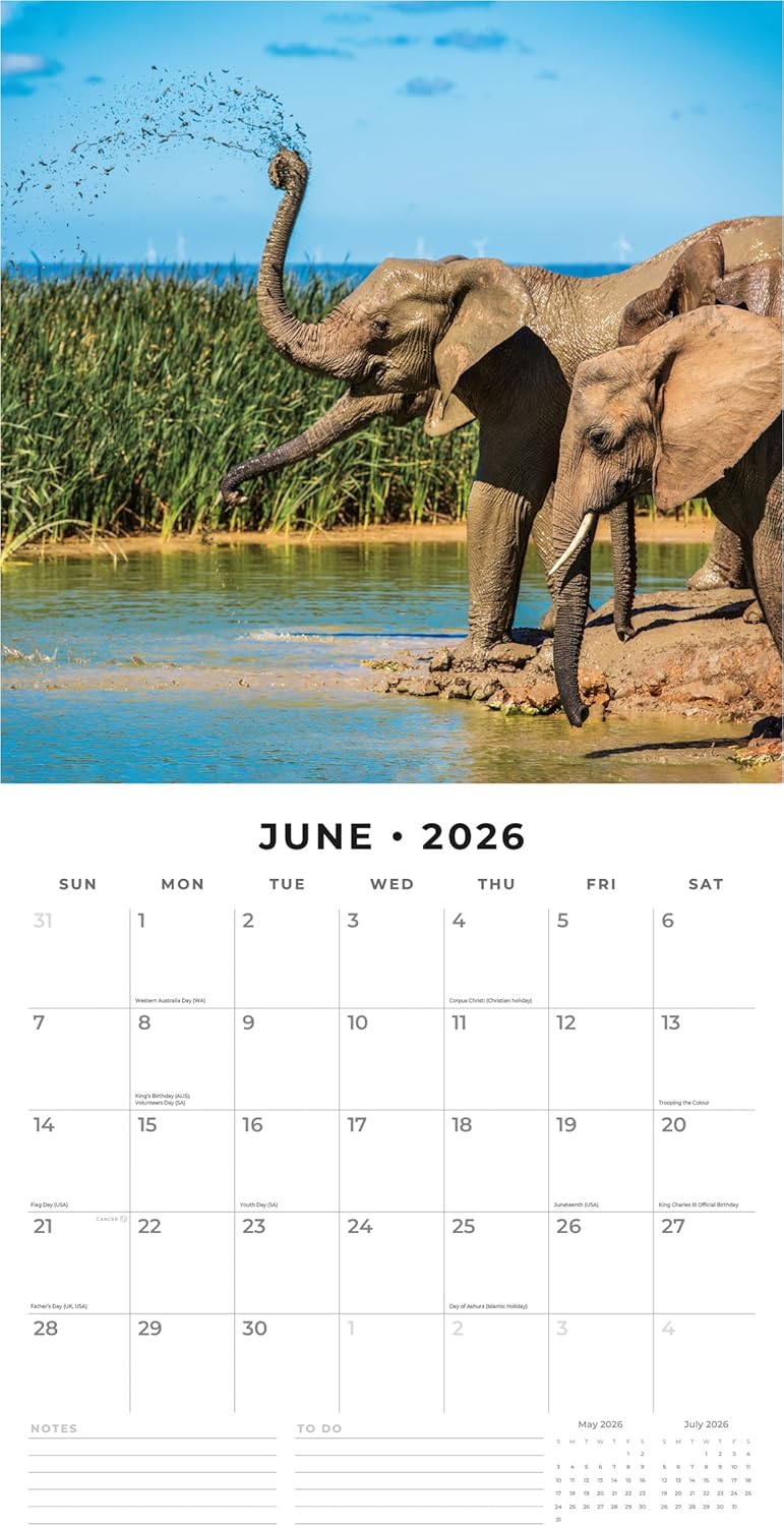 Red Robin 2026 Elephants Monthly Wall Calendar | 12" x 24" Open | Premium Thick & Sturdy Paper | Hangable 12 Month Calendar | Lined Notes & To Do Area | Vivid Images | Plastic Free