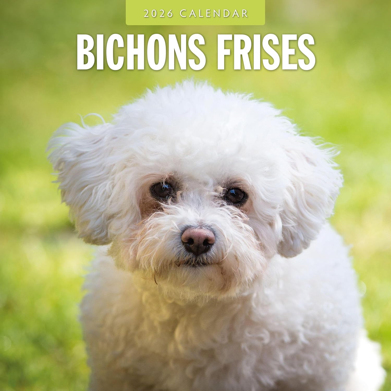 Red Robin 2026 Bichons Frises Monthly Wall Calendar | 12" x 24" Open | Premium Thick & Sturdy Paper | Hangable 12 Month Calendar | Lined Notes & To Do Area | Vivid Images | Plastic Free