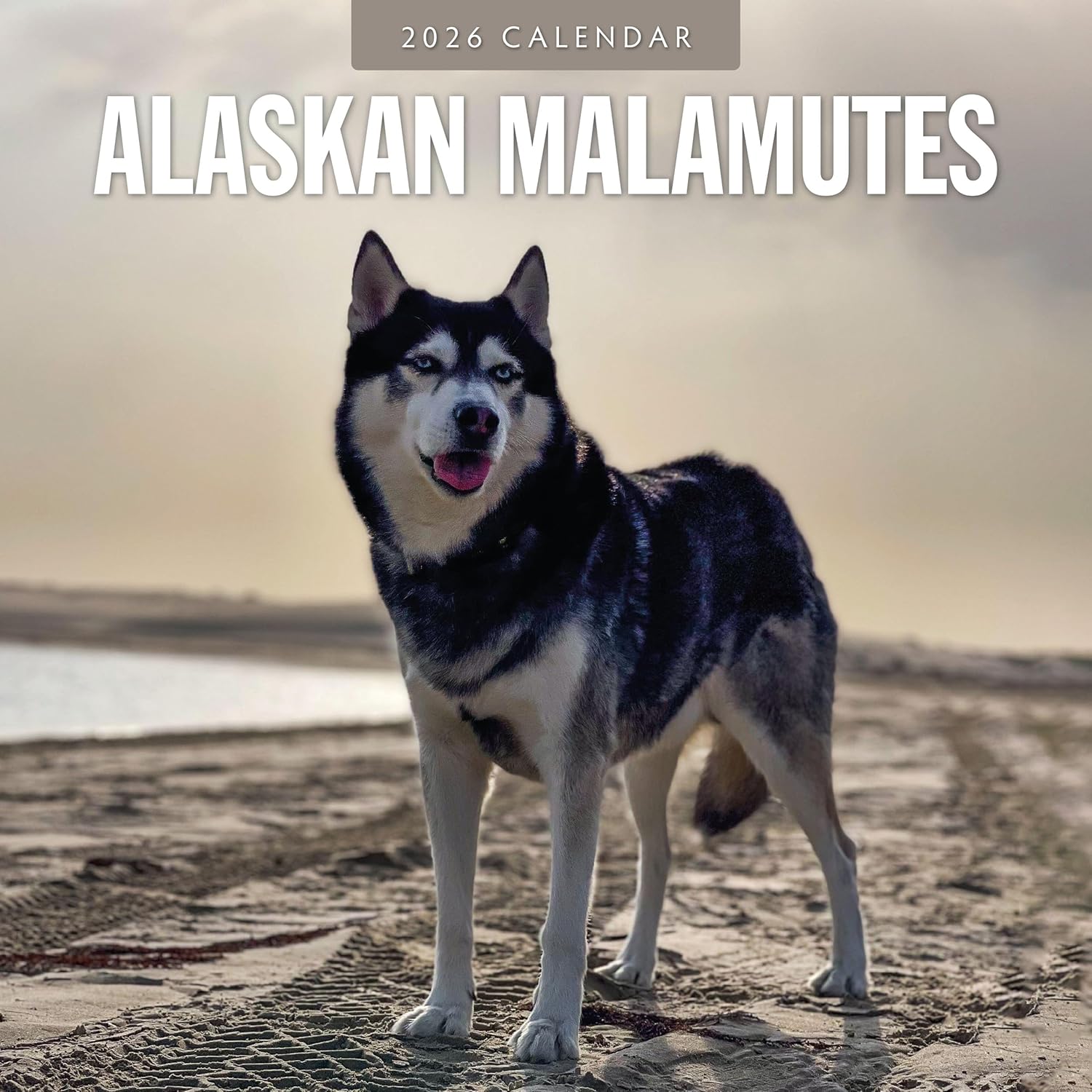 Red Robin 2026 Alaskan Malamutes Monthly Wall Calendar | 12" x 24" Open | Premium Thick & Sturdy Paper | Hangable 12 Month Calendar | Lined Notes & To Do Area | Vivid Images | Plastic Free