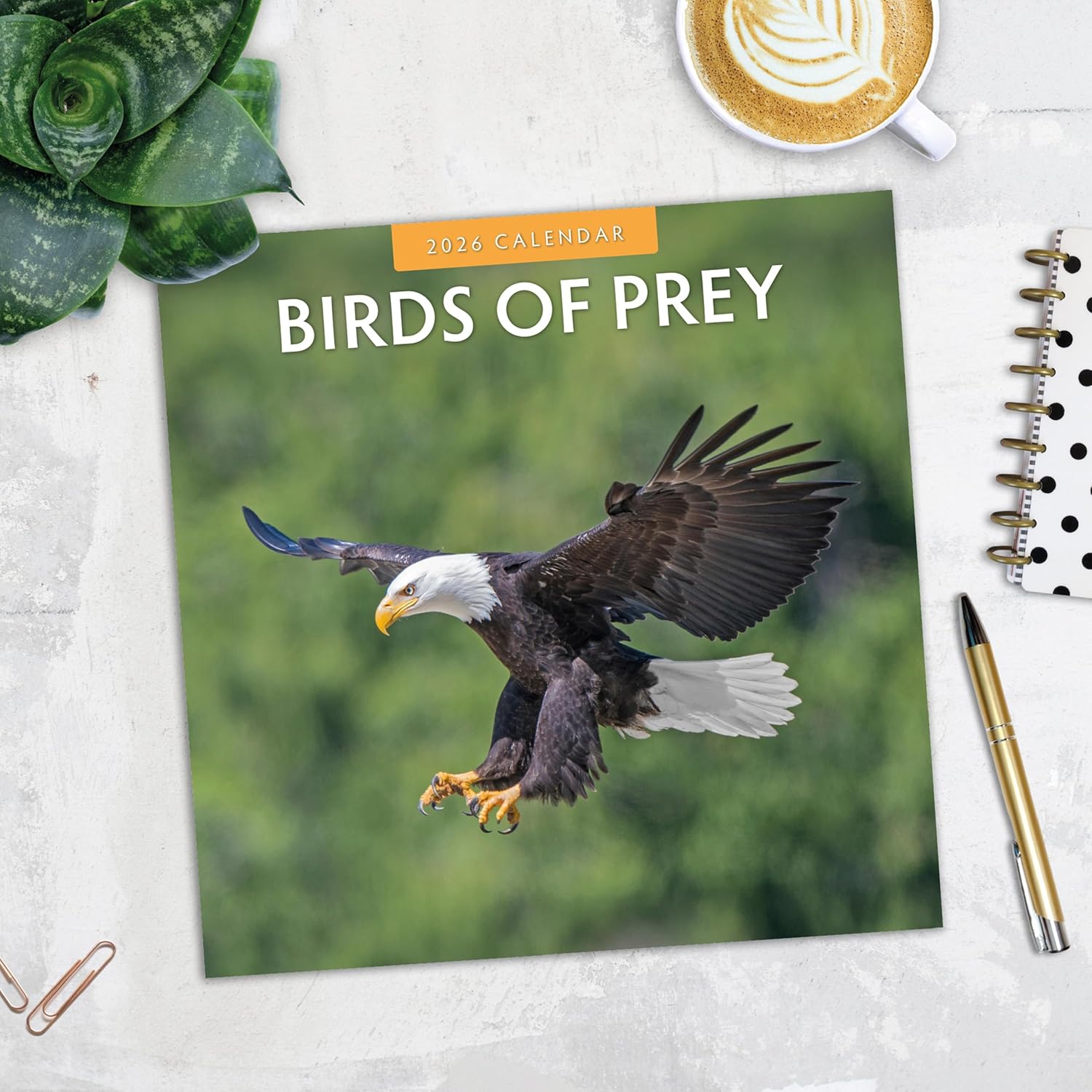 Birds Of Prey - 2026 Square Wall Calendar - by Red Robin Publishing