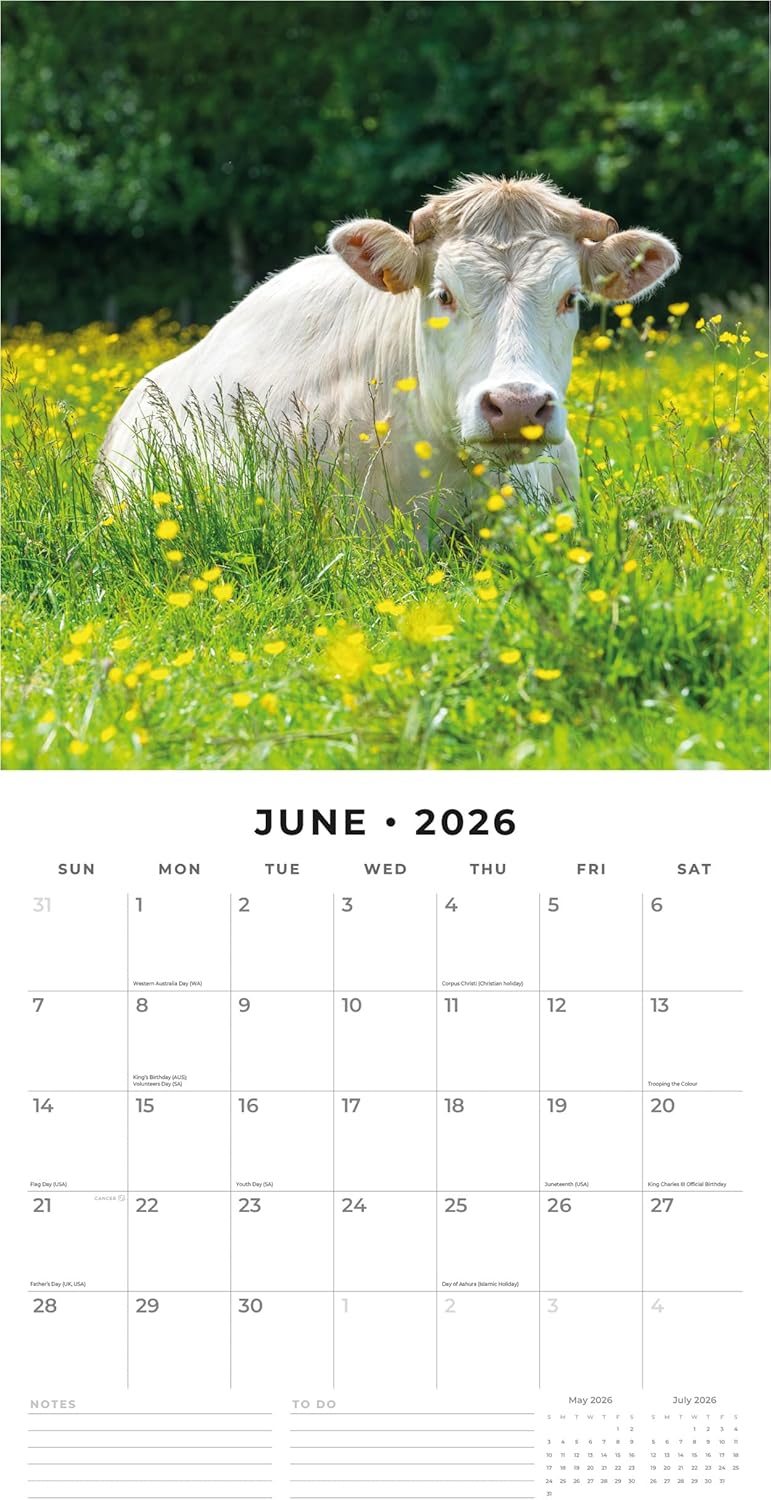 Red Robin 2026 Cows Monthly Wall Calendar | 12" x 24" Open | Premium Thick & Sturdy Paper | Hangable 12 Month Calendar | Lined Notes & To Do Area | Vivid Images | Plastic Free