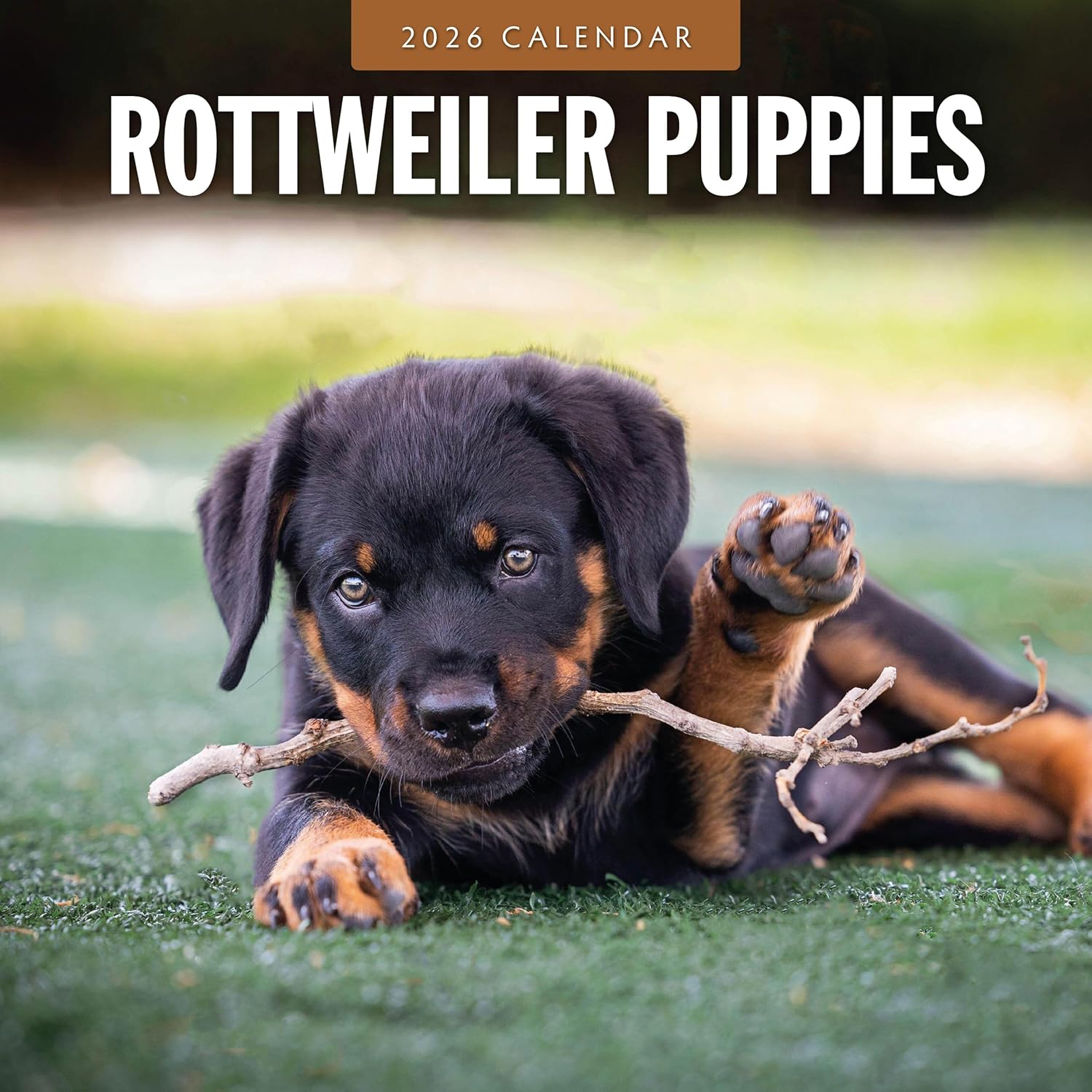 Red Robin 2026 Rottweiler Puppies Monthly Wall Calendar | 12" x 24" Open | Premium Thick & Sturdy Paper | Hangable 12 Month Calendar | Lined Notes & To Do Area | Vivid Images | Plastic Free