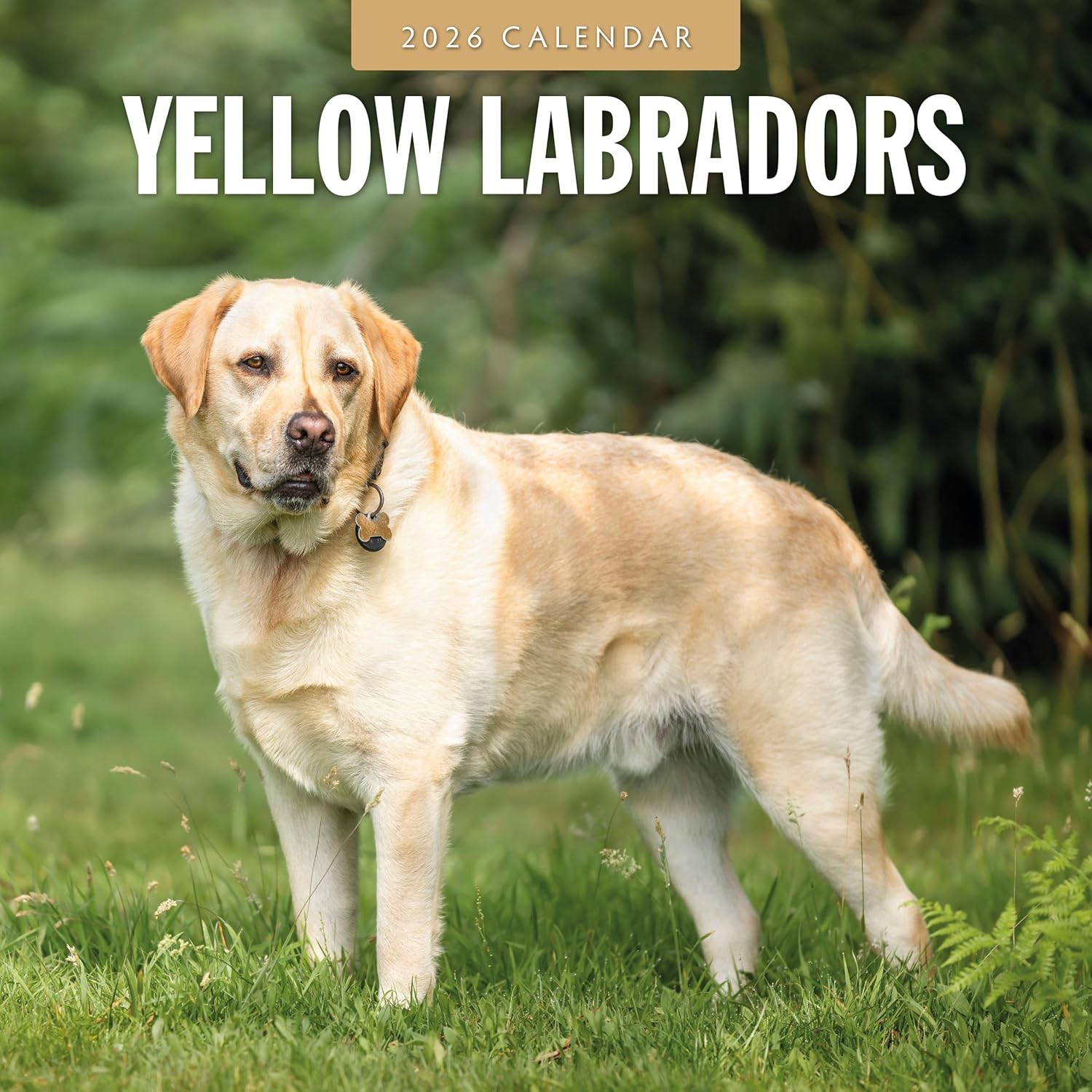 Red Robin 2026 Yellow Labrador Retriever Puppies Monthly Wall Calendar | 12" x 24" Open | Premium Thick & Sturdy Paper | Hangable 12 Month Calendar | Lined Notes & To Do Area | Plastic Free