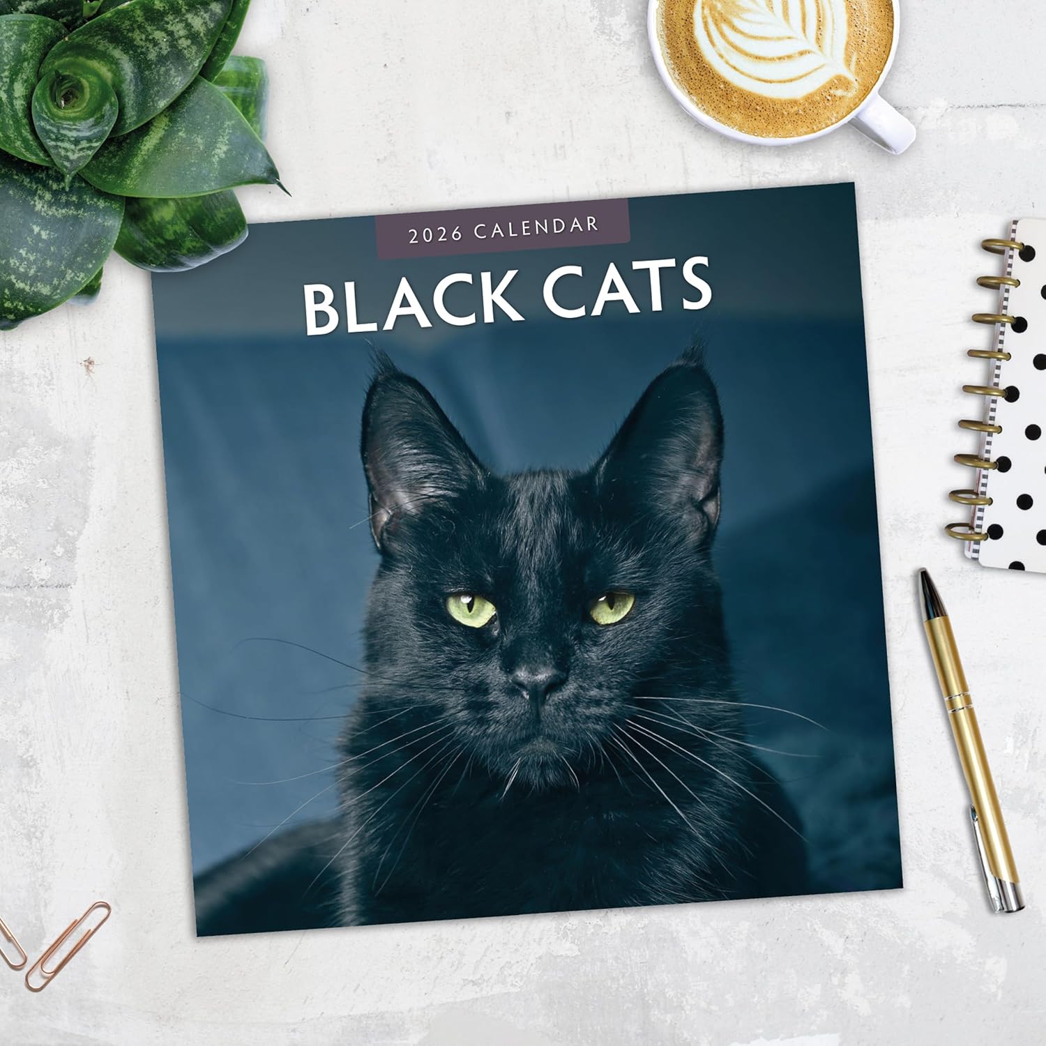 Black Cats - 2026 Square Wall Calendar - by Red Robin Publishing