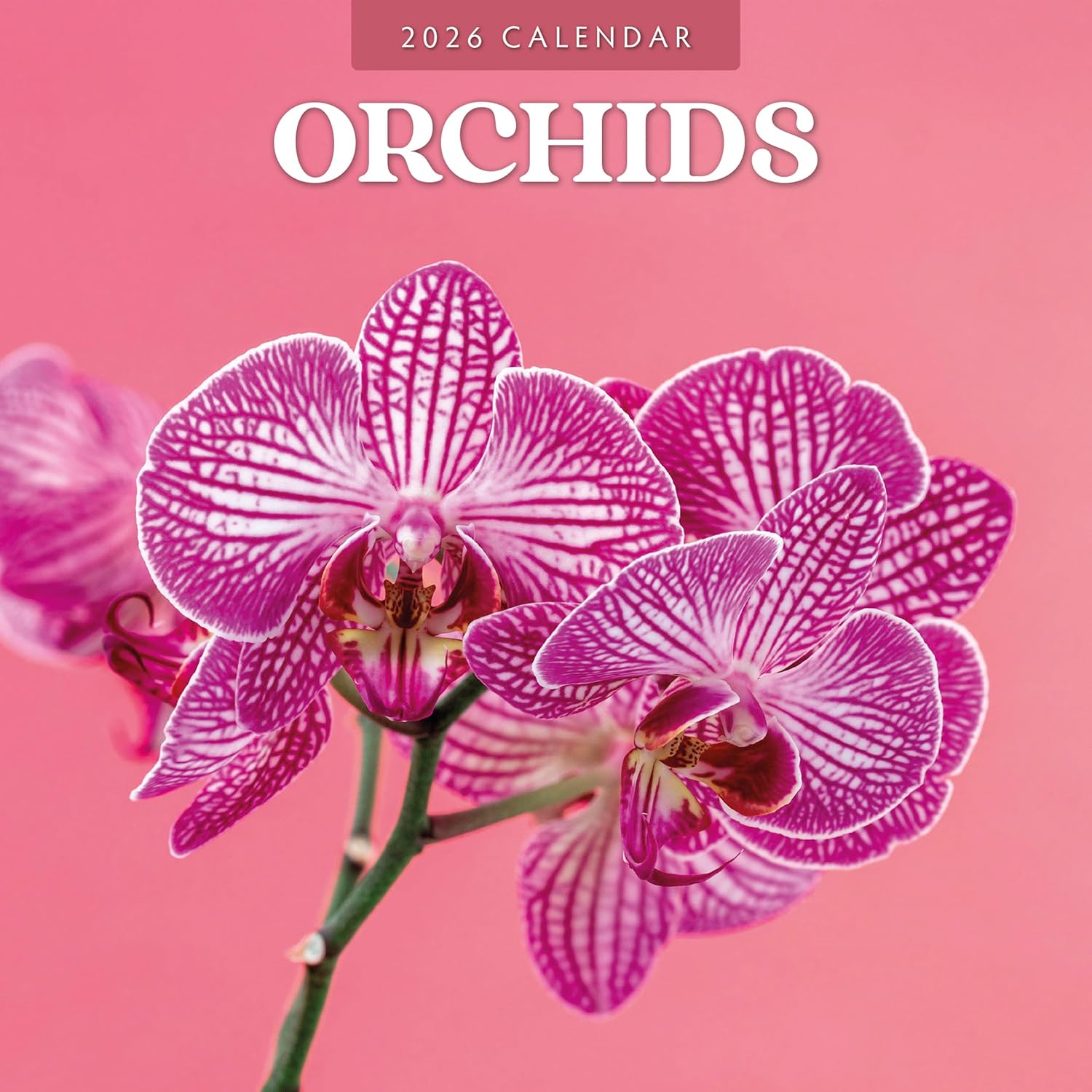 Red Robin 2026 Orchids Monthly Wall Calendar | 12" x 24" Open | Premium Thick & Sturdy Paper | Hangable 12 Month Calendar | Lined Notes & To Do Area | Vivid Images | Plastic Free