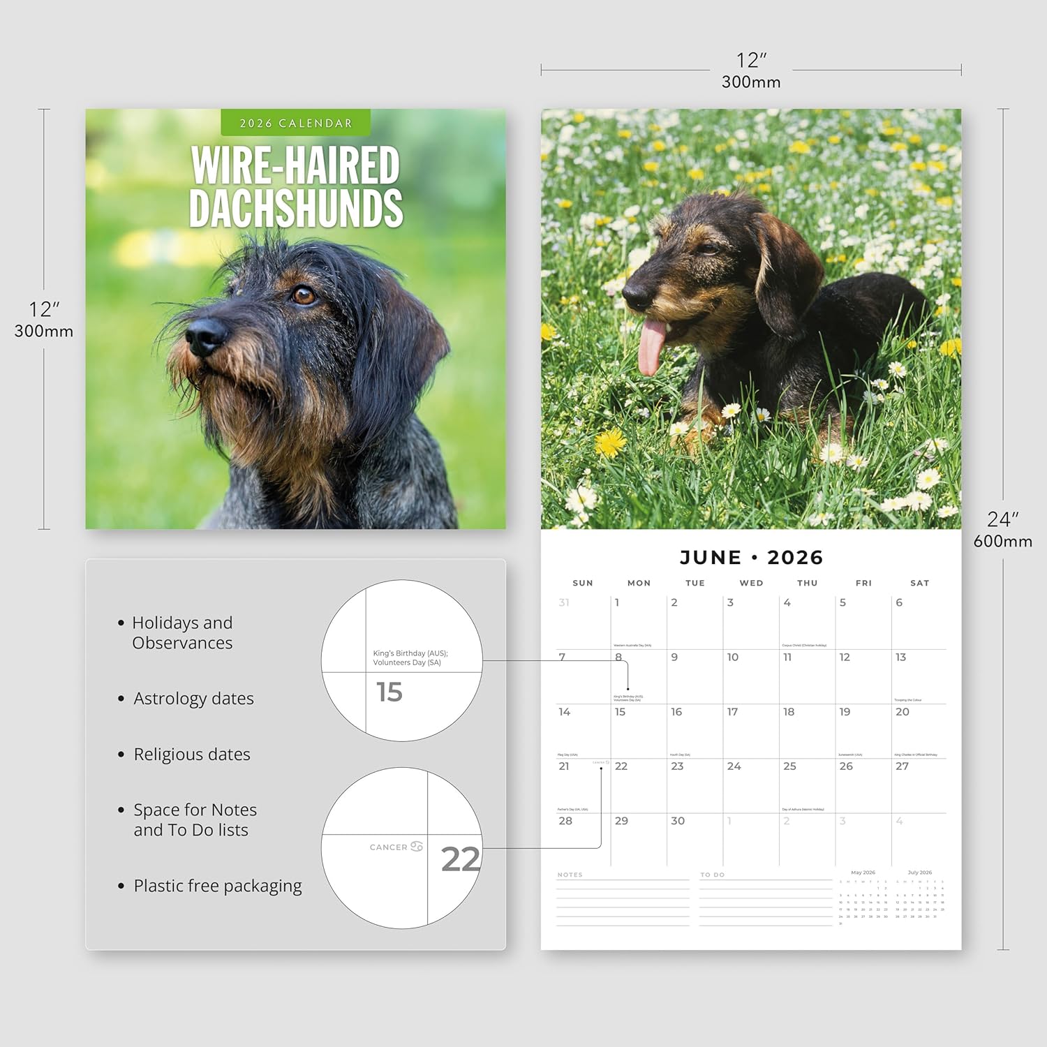Red Robin 2026 Wire-haired Dachshunds Monthly Wall Calendar | 12" x 24" Open | Premium Thick & Sturdy Paper | Hangable 12 Month Calendar | Lined Notes & To Do Area | Vivid Images | Plastic Free