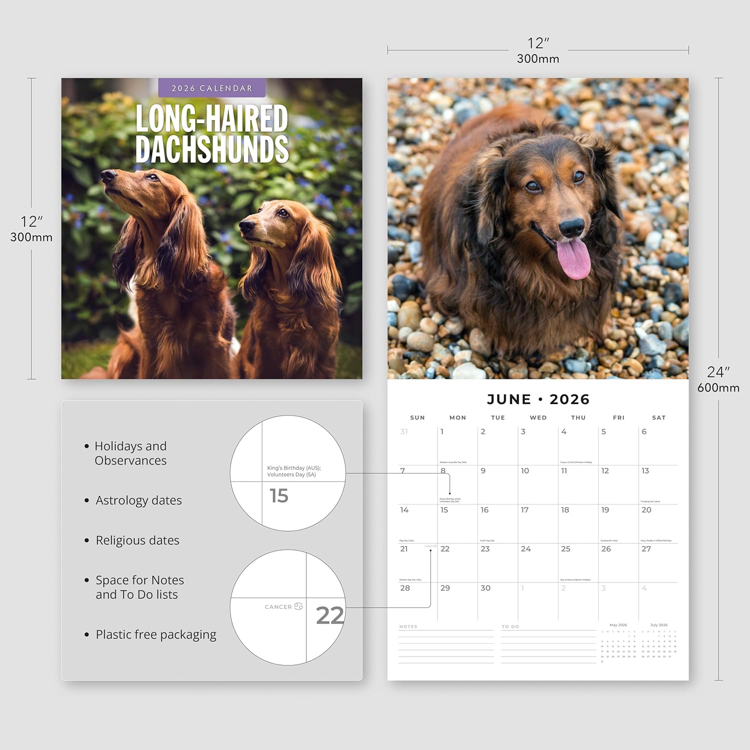 Red Robin 2026 Long-haired Dachshunds Monthly Wall Calendar | 12" x 24" Open | Premium Thick & Sturdy Paper | Hangable 12 Month Calendar | Lined Notes & To Do Area | Vivid Images | Plastic Free