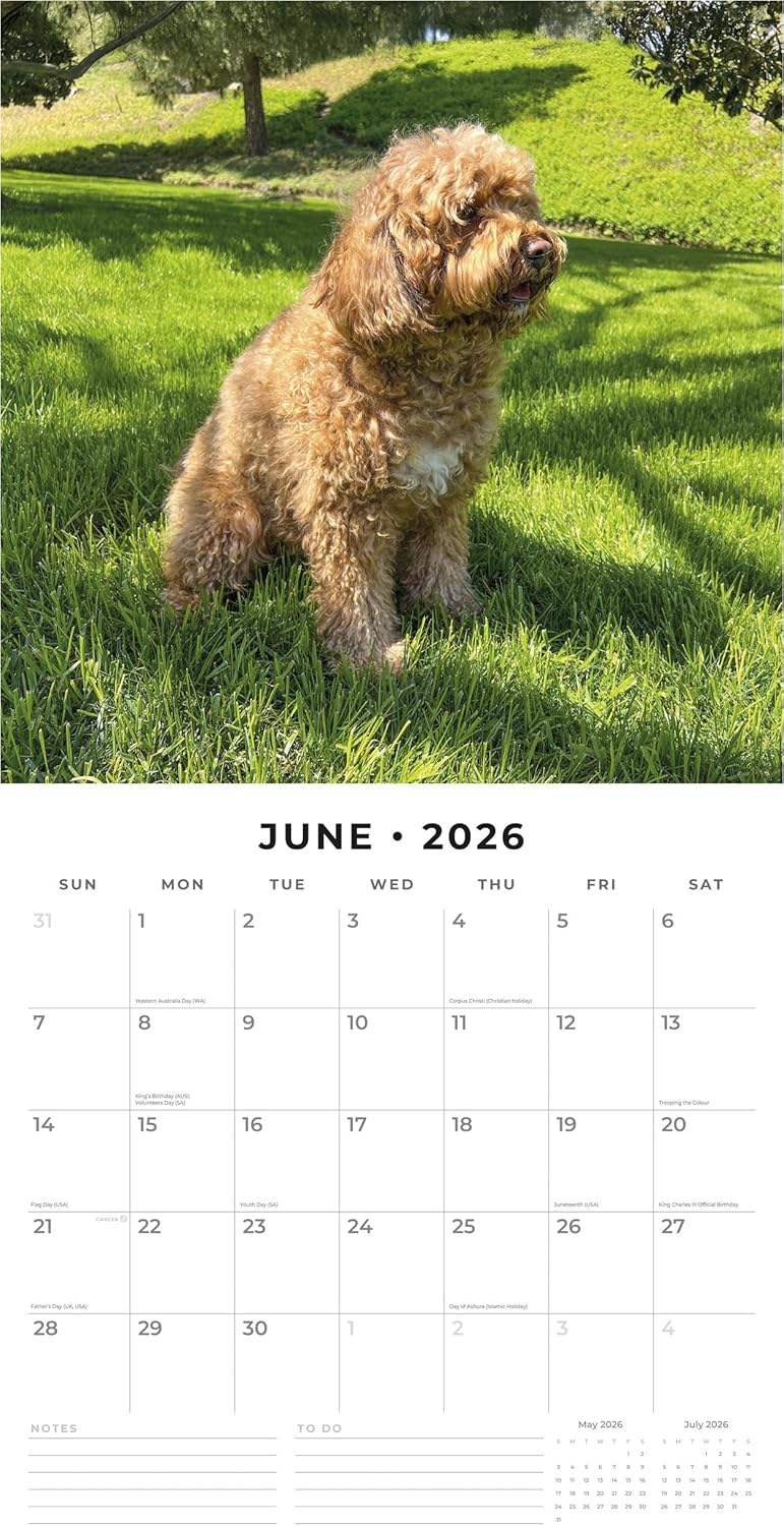 Red Robin 2026 Cavapoos Monthly Wall Calendar | 12" x 24" Open | Premium Thick & Sturdy Paper | Hangable 12 Month Calendar | Lined Notes & To Do Area | Vivid Images | Plastic Free