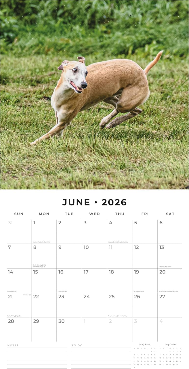 Red Robin 2026 Whippets Monthly Wall Calendar | 12" x 24" Open | Premium Thick & Sturdy Paper | Hangable 12 Month Calendar | Lined Notes & To Do Area | Vivid Images | Plastic Free