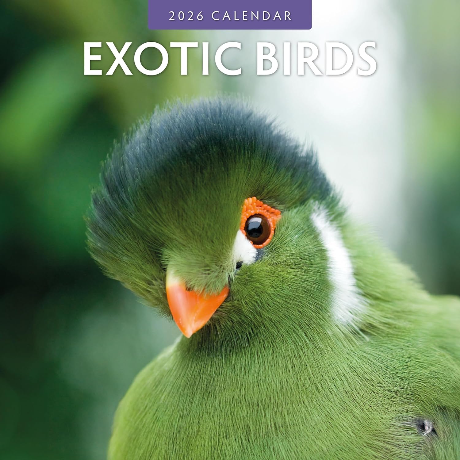 Red Robin 2026 Exotic Birds Monthly Wall Calendar | 12" x 24" Open | Premium Thick & Sturdy Paper | Hangable 12 Month Calendar | Lined Notes & To Do Area | Vivid Images | Plastic Free
