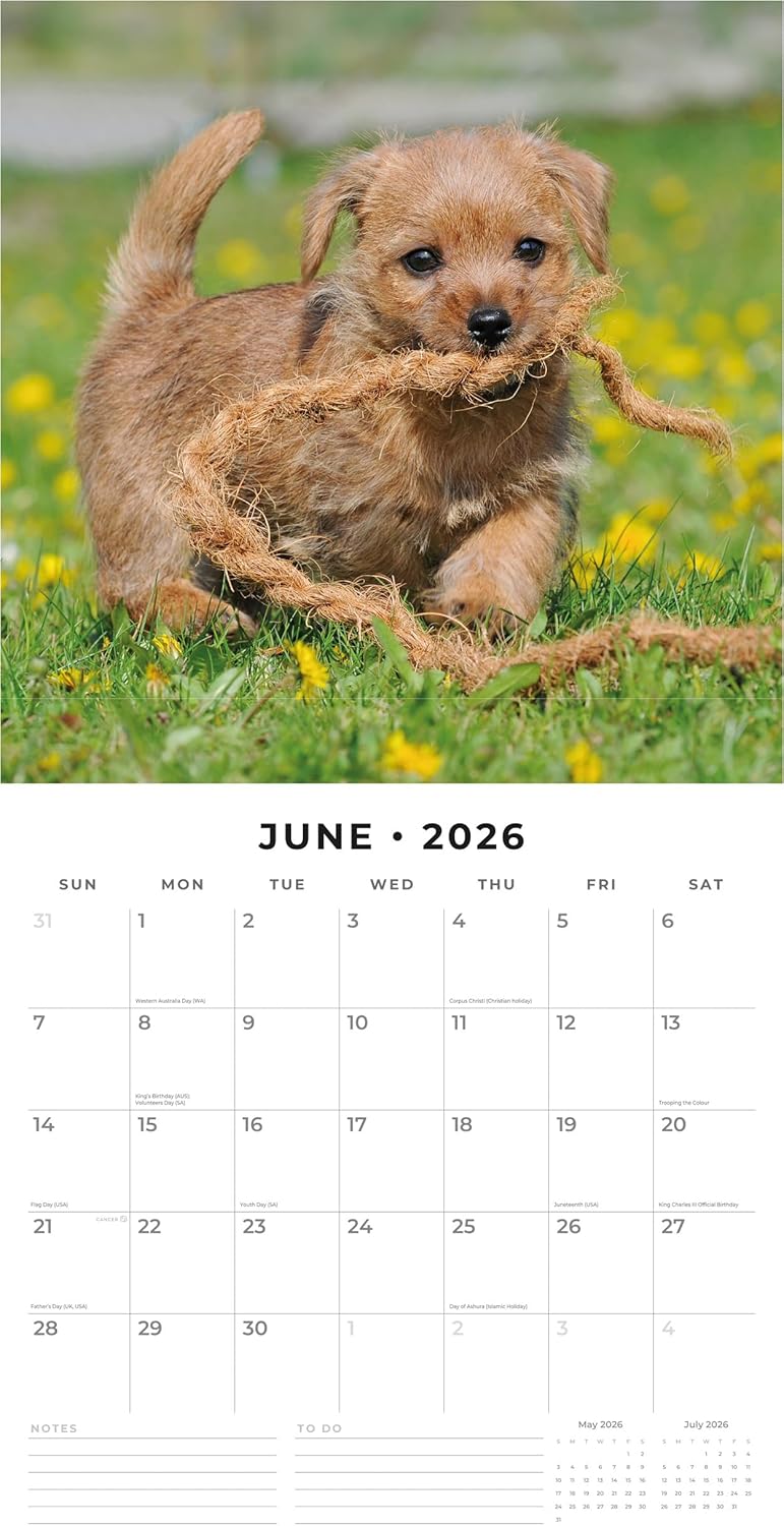 Red Robin 2026 Norwich & Norfolk Terriers Monthly Wall Calendar | 12" x 24" Open | Premium Thick & Sturdy Paper | Hangable 12 Month Calendar | Lined Notes & To Do Area | Vivid Images | Plastic Free