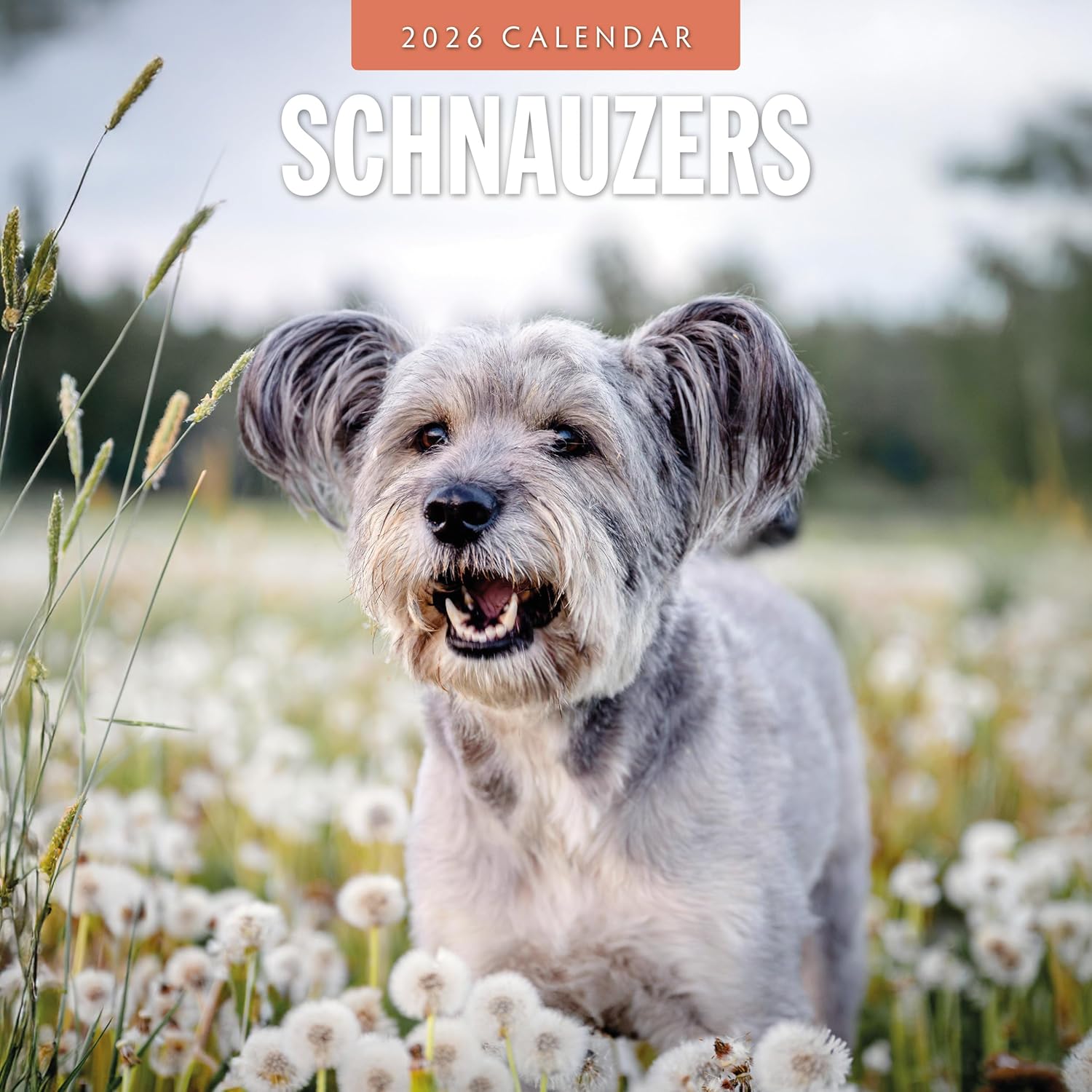 Red Robin 2026 Schnauzers Monthly Wall Calendar | 12" x 24" Open | Premium Thick & Sturdy Paper | Hangable 12 Month Calendar | Lined Notes & To Do Area | Vivid Images | Plastic Free