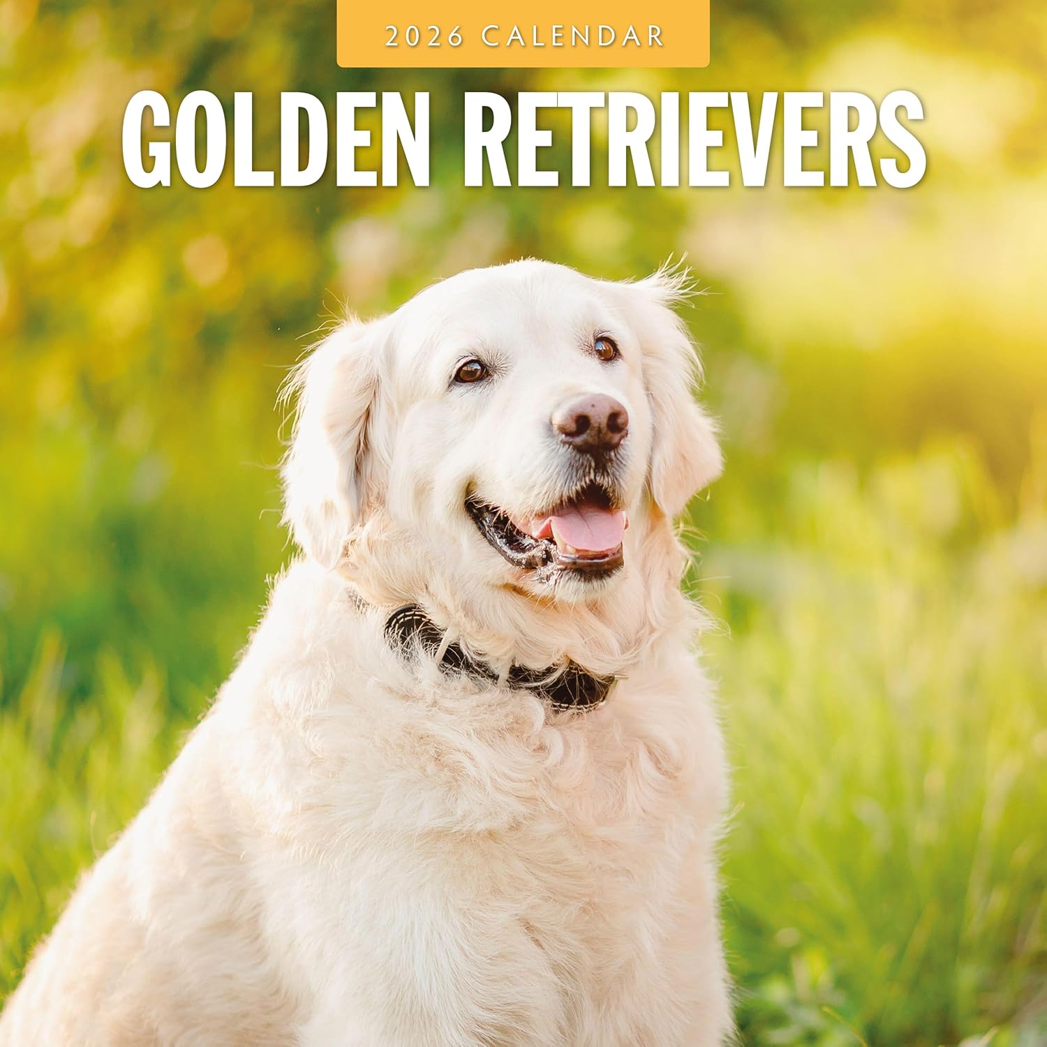 Red Robin 2026 Golden Retrievers Monthly Wall Calendar | 12" x 24" Open | Premium Thick & Sturdy Paper | Hangable 12 Month Calendar | Lined Notes & To Do Area | Vivid Images | Plastic Free