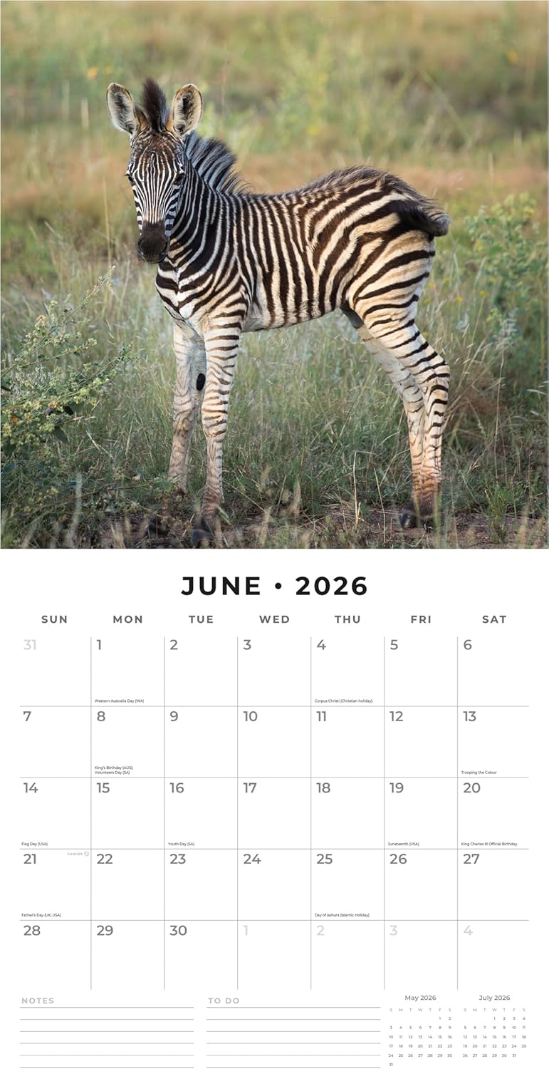 Baby Animals - 2026 Square Wall Calendar - by Red Robin Publishing