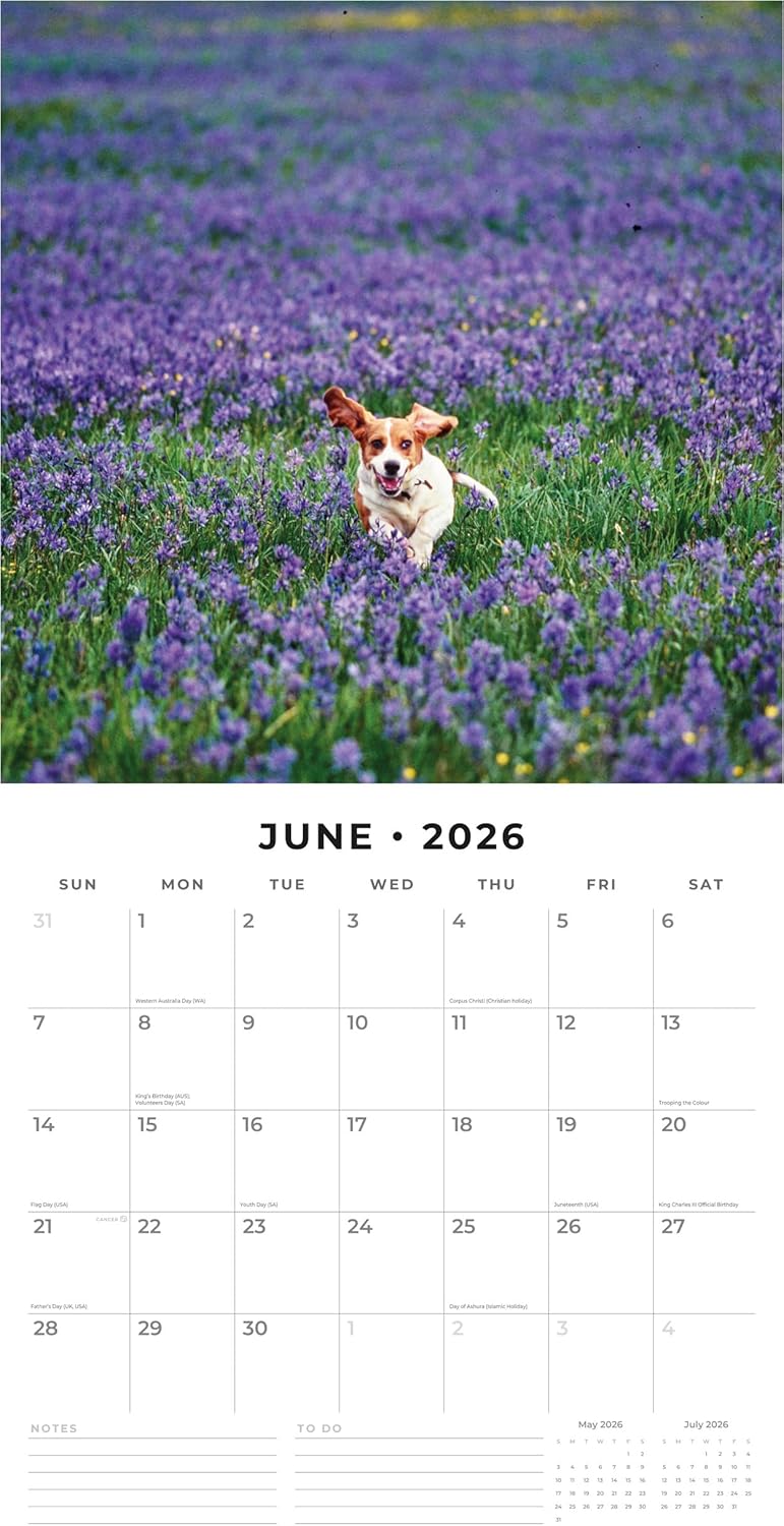 Red Robin 2026 Basset Hounds Monthly Wall Calendar | 12" x 24" Open | Premium Thick & Sturdy Paper | Hangable 12 Month Calendar | Lined Notes & To Do Area | Vivid Images | Plastic Free