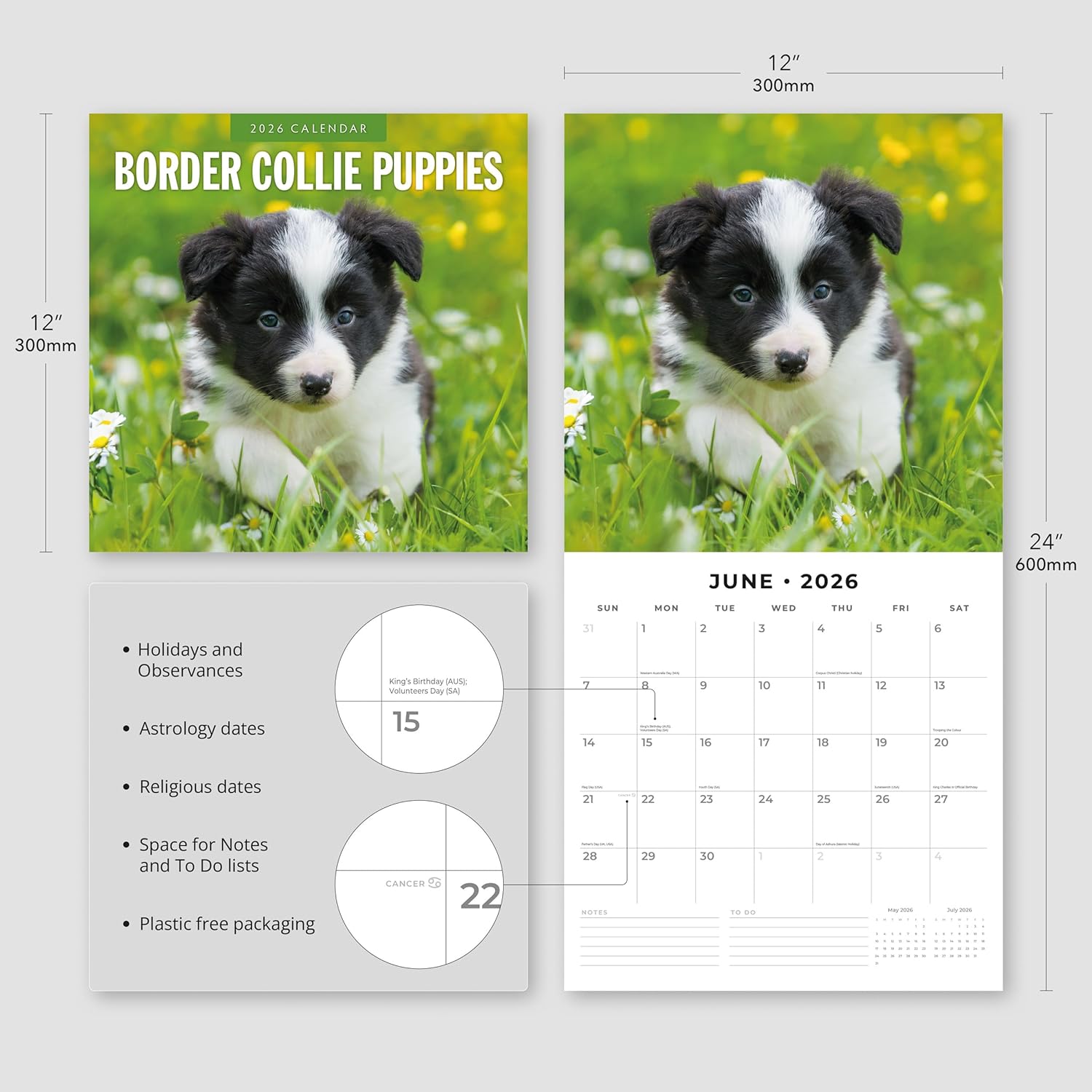 Red Robin 2026 Border Collie Puppies Monthly Wall Calendar | 12" x 24" Open | Premium Thick & Sturdy Paper | Hangable 12 Month Calendar | Lined Notes & To Do Area | Vivid Images | Plastic Free