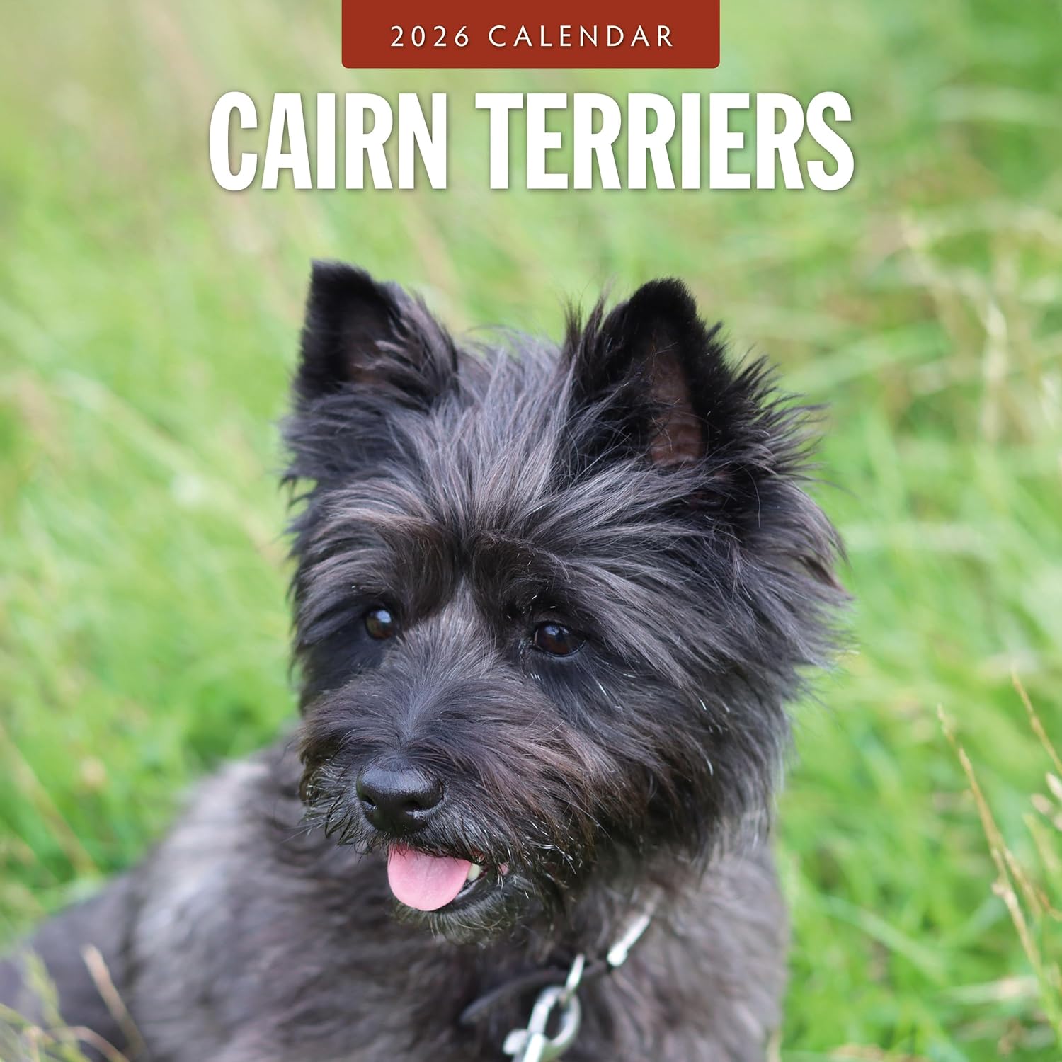 Red Robin 2026 Cairn Terriers Monthly Wall Calendar | 12" x 24" Open | Premium Thick & Sturdy Paper | Hangable 12 Month Calendar | Lined Notes & To Do Area | Vivid Images | Plastic Free