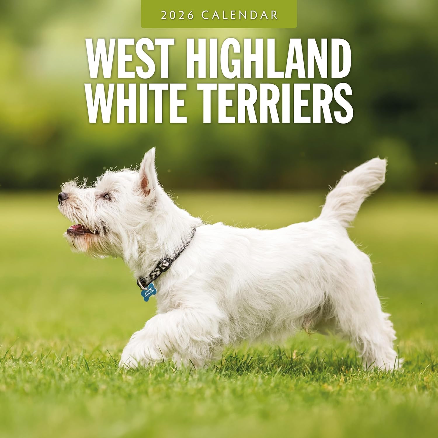 Red Robin 2026 West Highland White Terriers Monthly Wall Calendar | 12" x 24" Open | Premium Thick & Sturdy Paper | Hangable 12 Month Calendar | Lined Notes & To Do Area | Vivid Images | Plastic Free