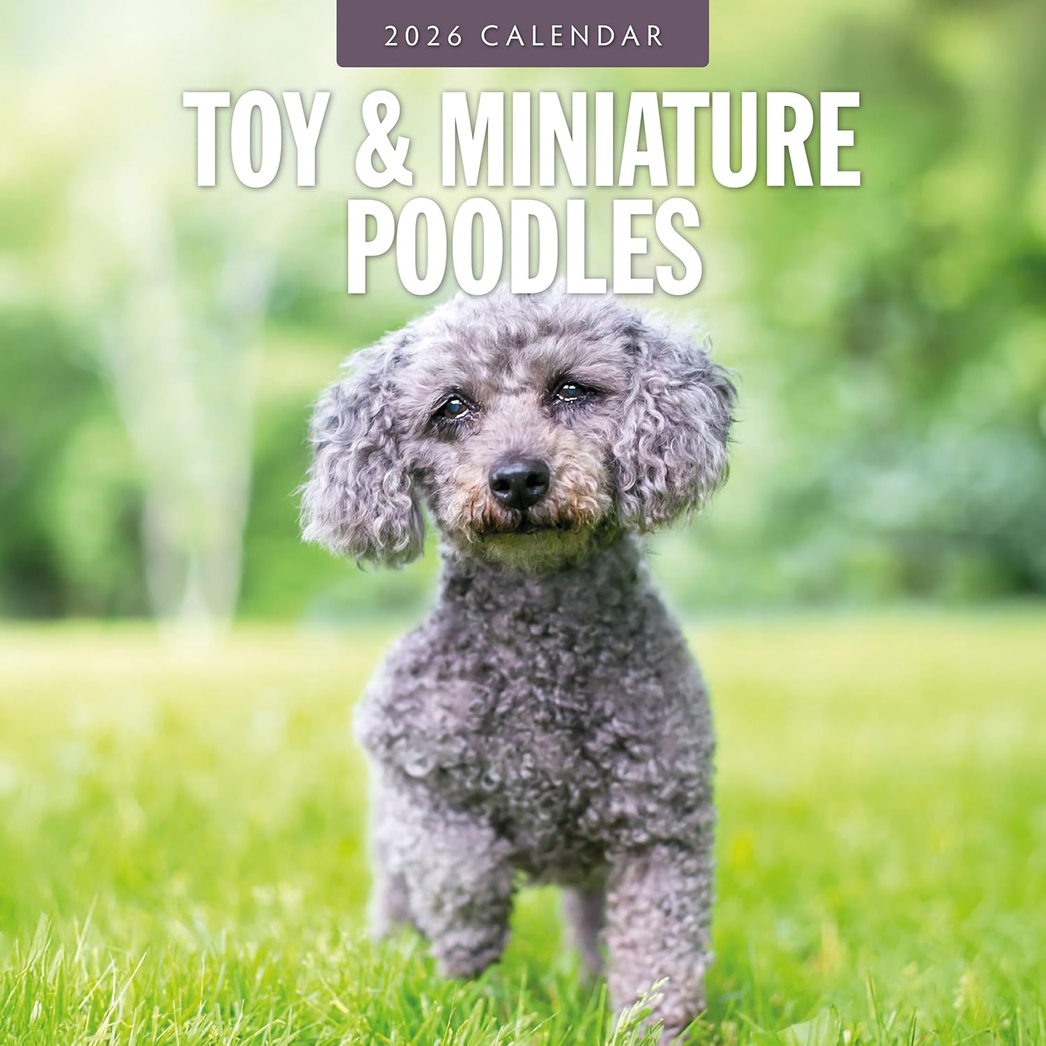 Red Robin 2026 Toy and Miniature Poodles Monthly Wall Calendar | 12" x 24" Open | Premium Thick & Sturdy Paper | Hangable 12 Month Calendar | Lined Notes & To Do Area | Vivid Images | Plastic Free