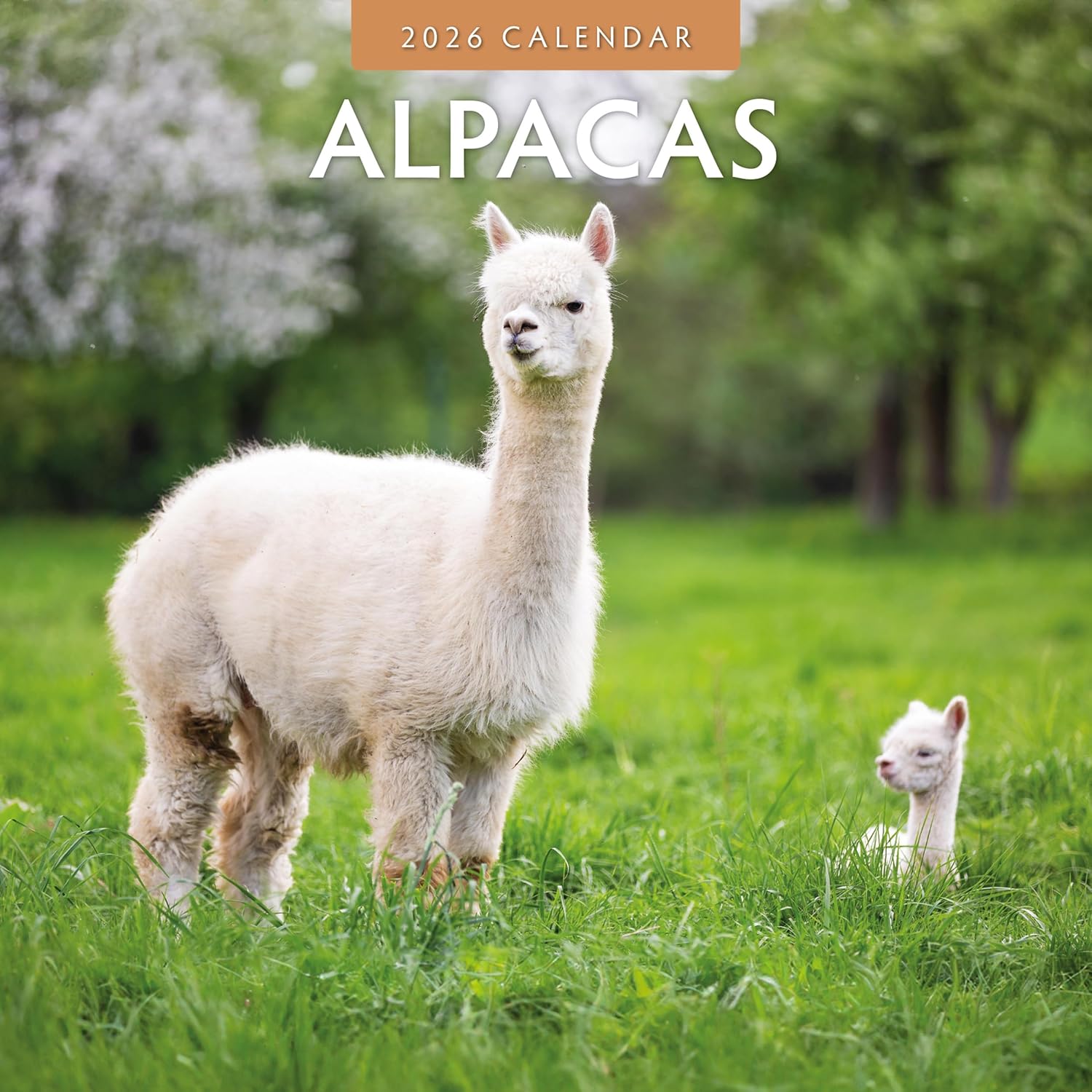 Alpacas - 2026 Square Wall Calendar - by Red Robin Publishing