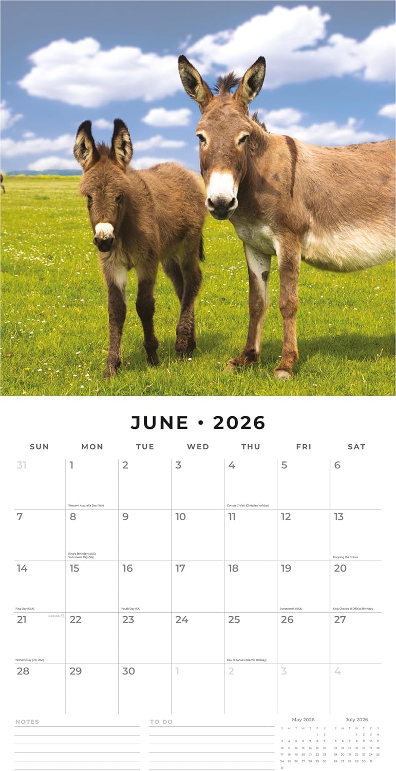 Red Robin 2026 Donkeys Monthly Wall Calendar | 12" x 24" Open | Premium Thick & Sturdy Paper | Hangable 12 Month Calendar | Lined Notes & To Do Area | Vivid Images | Plastic Free