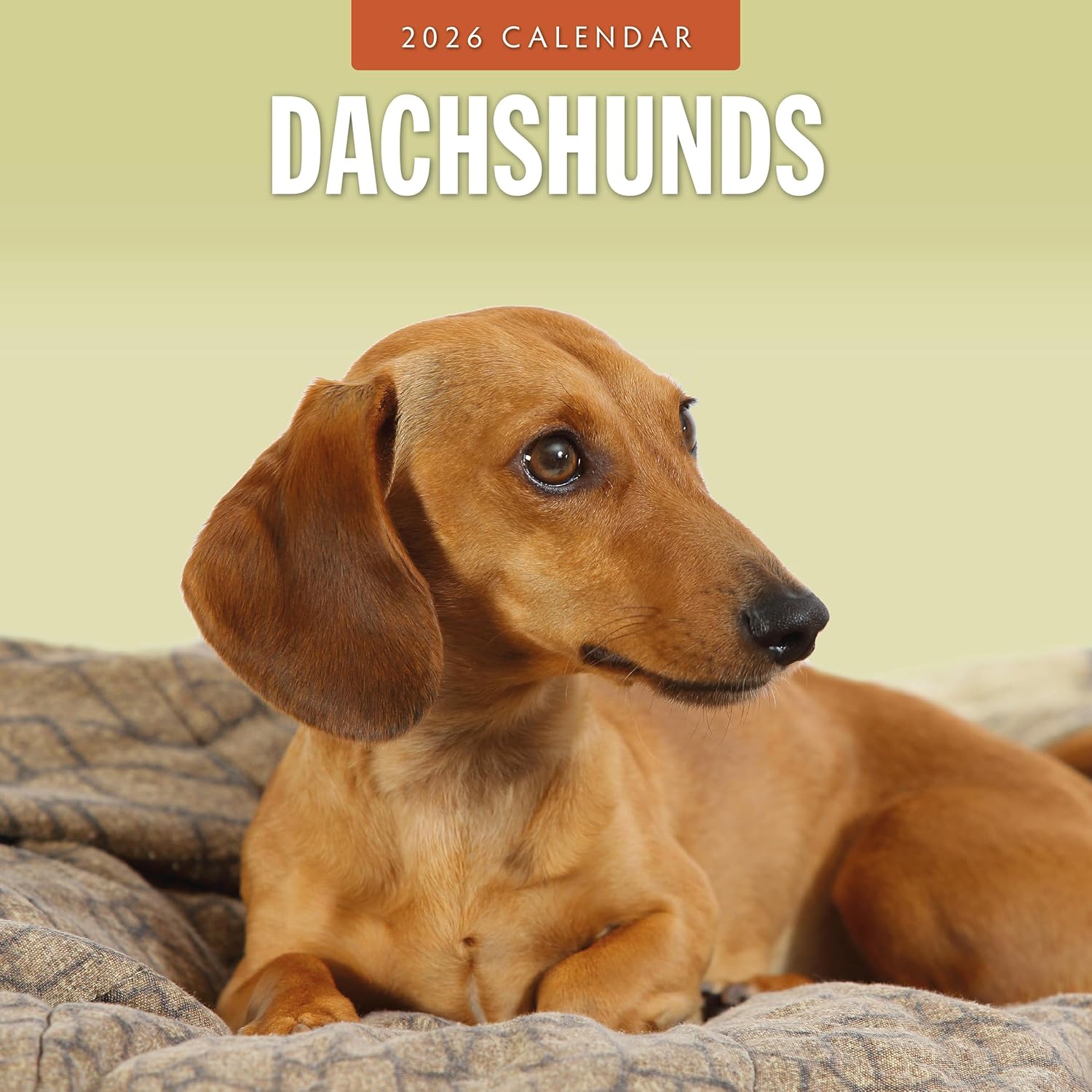 Red Robin 2026 Dachshunds Monthly Wall Calendar | 12" x 24" Open | Premium Thick & Sturdy Paper | Hangable 12 Month Calendar | Lined Notes & To Do Area | Vivid Images | Plastic Free
