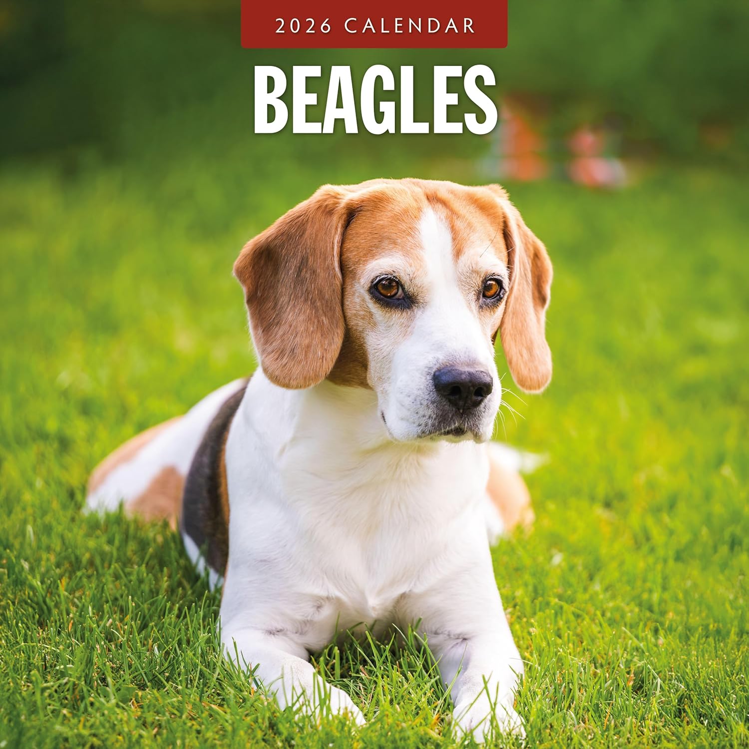 Red Robin 2026 Beagles Monthly Wall Calendar | 12" x 24" Open | Premium Thick & Sturdy Paper | Hangable 12 Month Calendar | Lined Notes & To Do Area | Vivid Images | Plastic Free