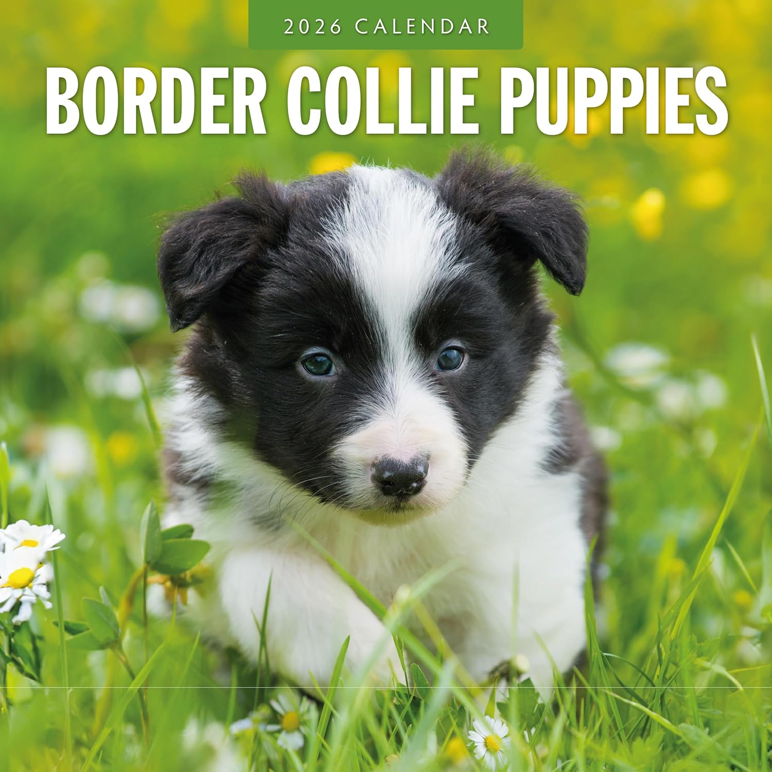 Red Robin 2026 Border Collie Puppies Monthly Wall Calendar | 12" x 24" Open | Premium Thick & Sturdy Paper | Hangable 12 Month Calendar | Lined Notes & To Do Area | Vivid Images | Plastic Free