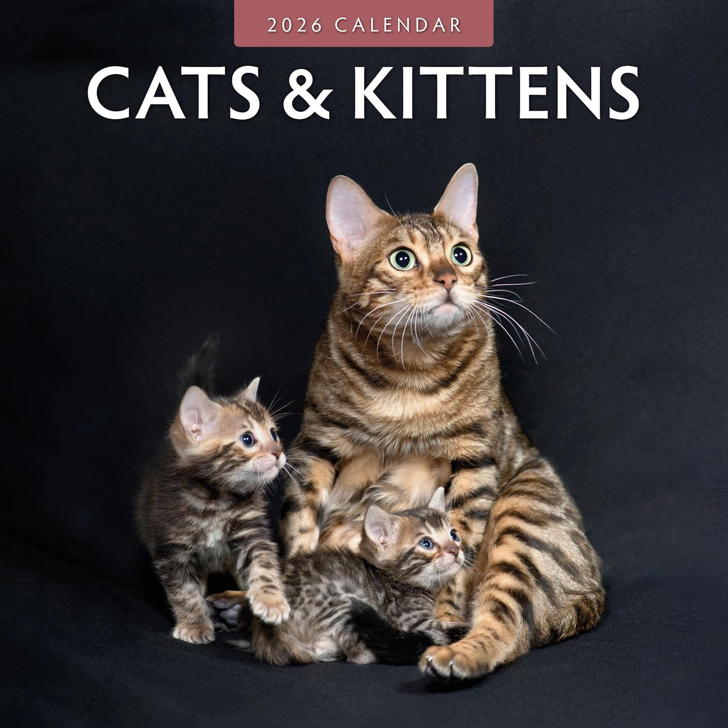 Red Robin 2026 Cats & Kittens Monthly Wall Calendar | 12" x 24" Open | Premium Thick & Sturdy Paper | Hangable 12 Month Calendar | Lined Notes & To Do Area | Vivid Images | Plastic Free